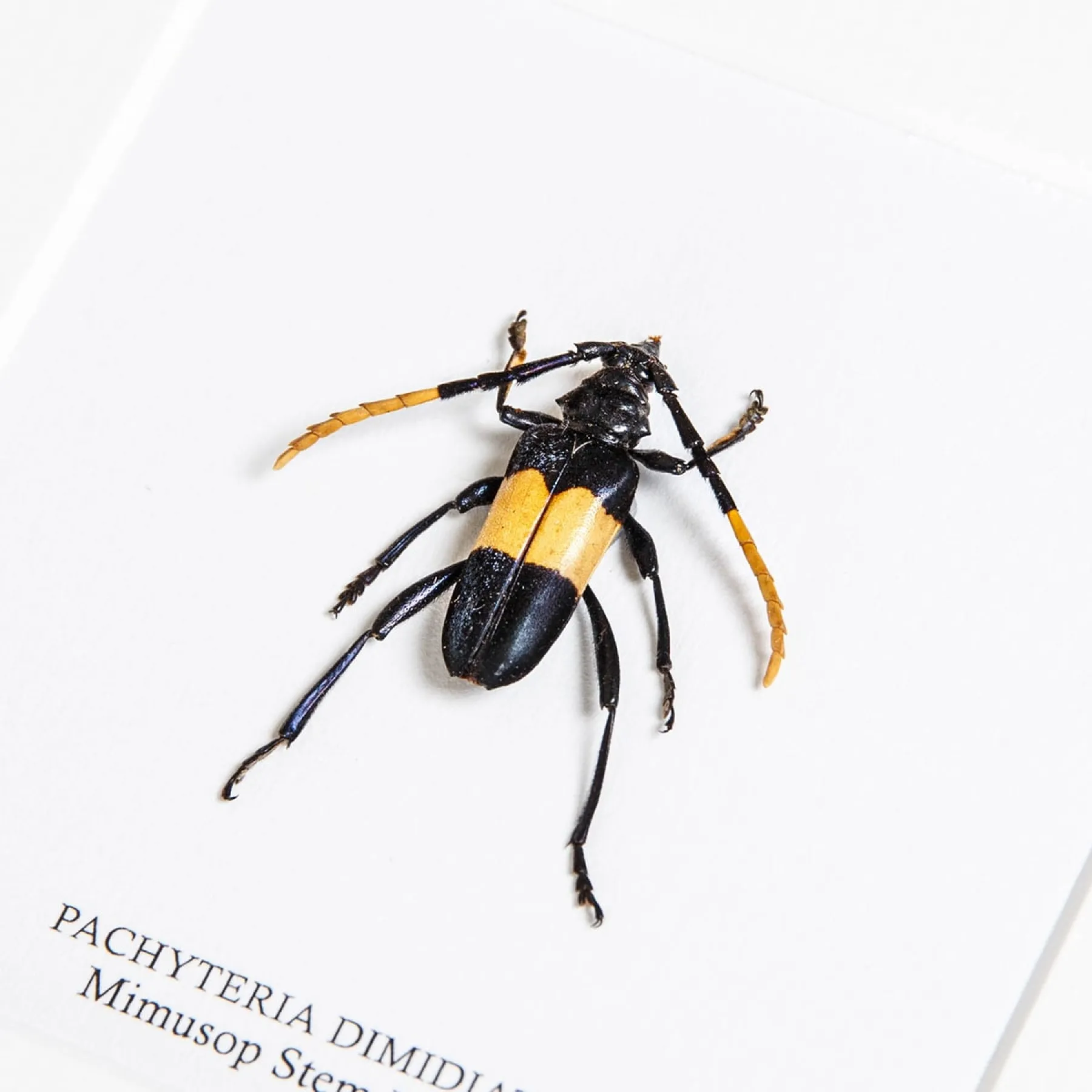 Mimusop Stem Borer In Box Frame (Pachyteria dimidiata)