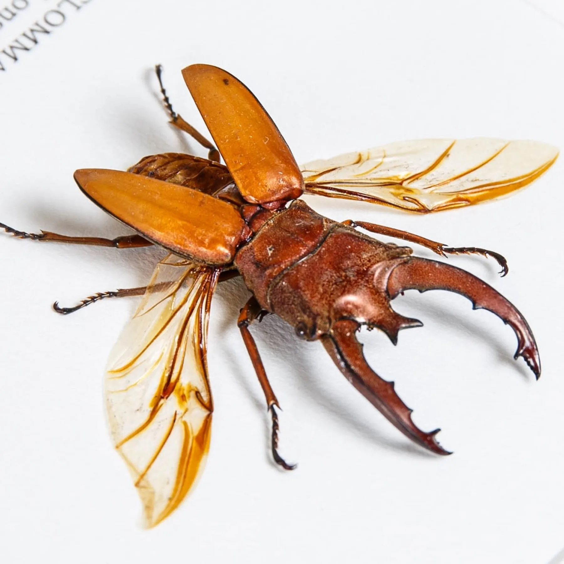 Long-horn Beetle In Box Frame (Cyclommatus lunifer) Long-horn Beetle In Box Frame (Cyclommatus lunifer)