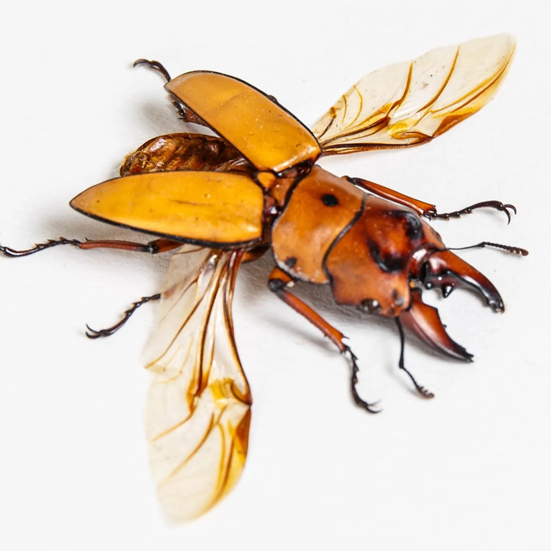 Minibeast Stag Beetle In Box Frame (Prosopocoilus occipitalis)