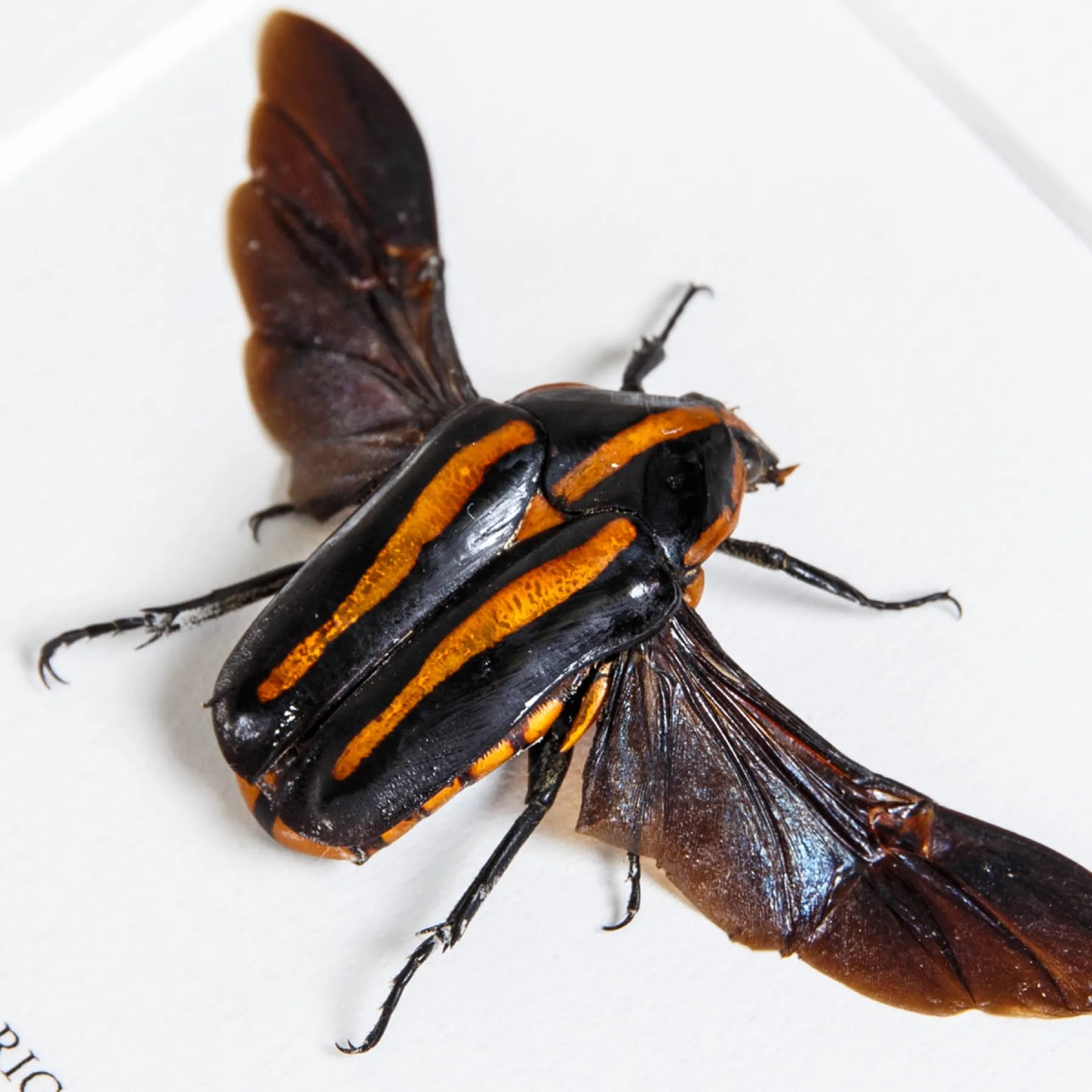 Black Tiger Beetle In Box Frame (Clerota rigifica)