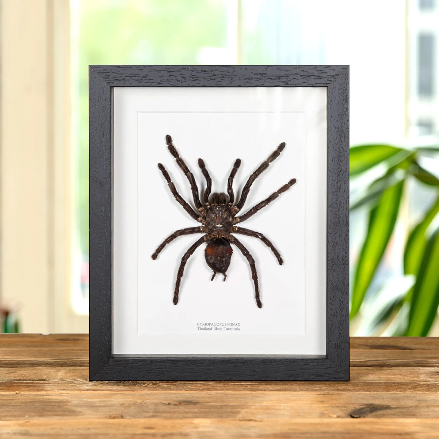 Thailand Black Tarantula In Box Frame (Cyriopagopus minax) Minibeast Thailand Black Tarantula In Box Frame (Cyriopagopus minax)