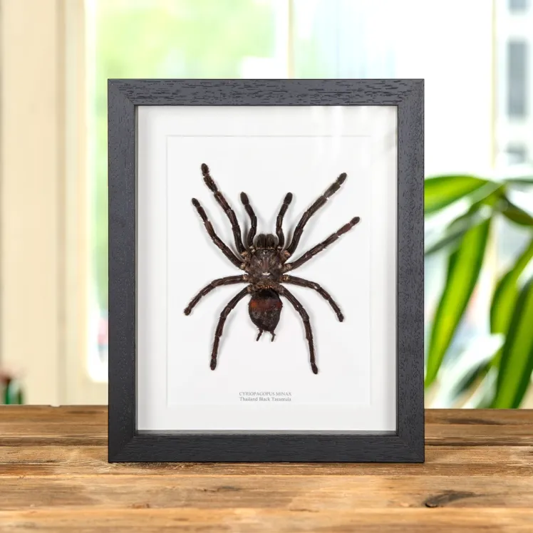 Thailand Black Tarantula In Box Frame (Cyriopagopus minax)