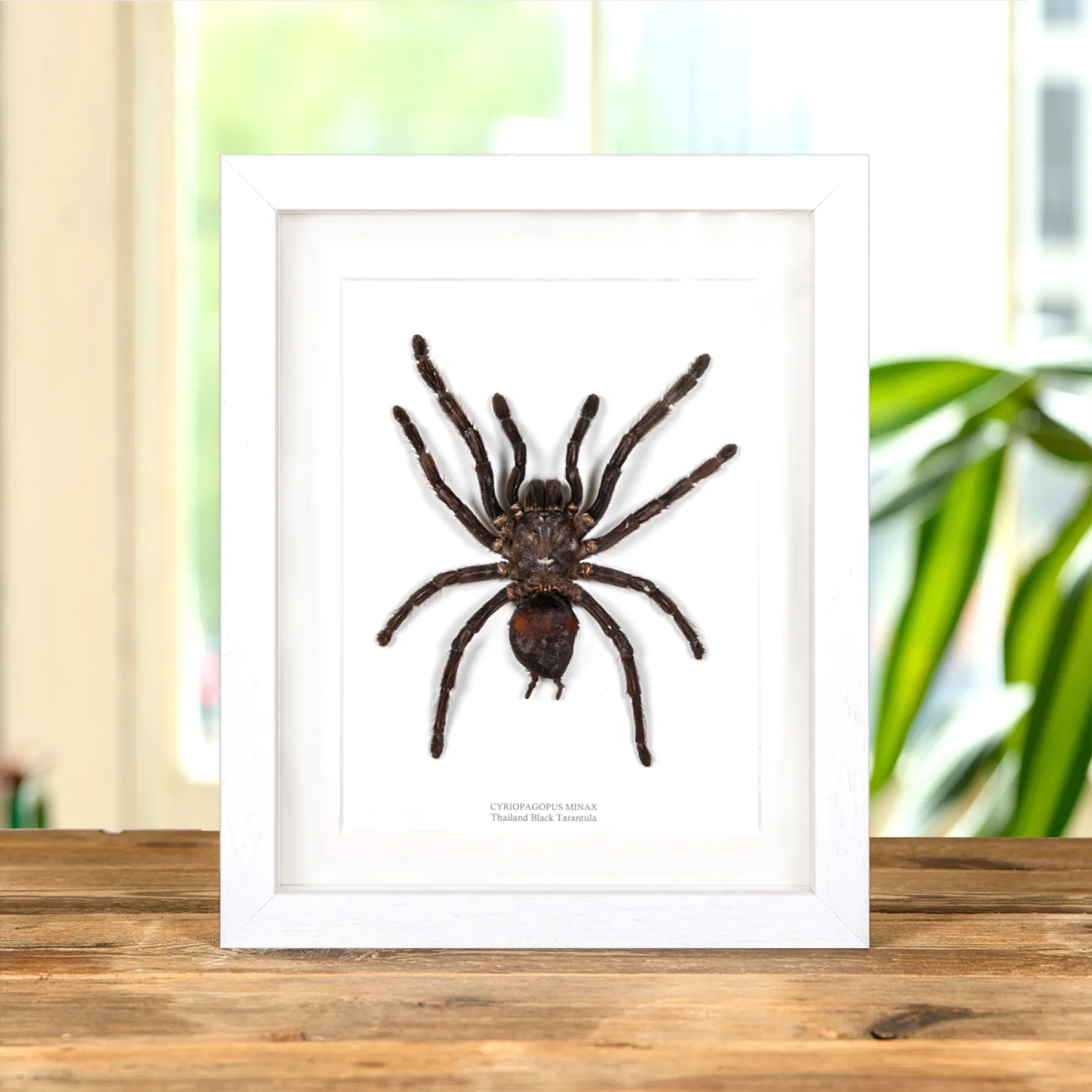 Thailand Black Tarantula In Box Frame (Cyriopagopus minax) Minibeast Thailand Black Tarantula In Box Frame (Cyriopagopus minax)