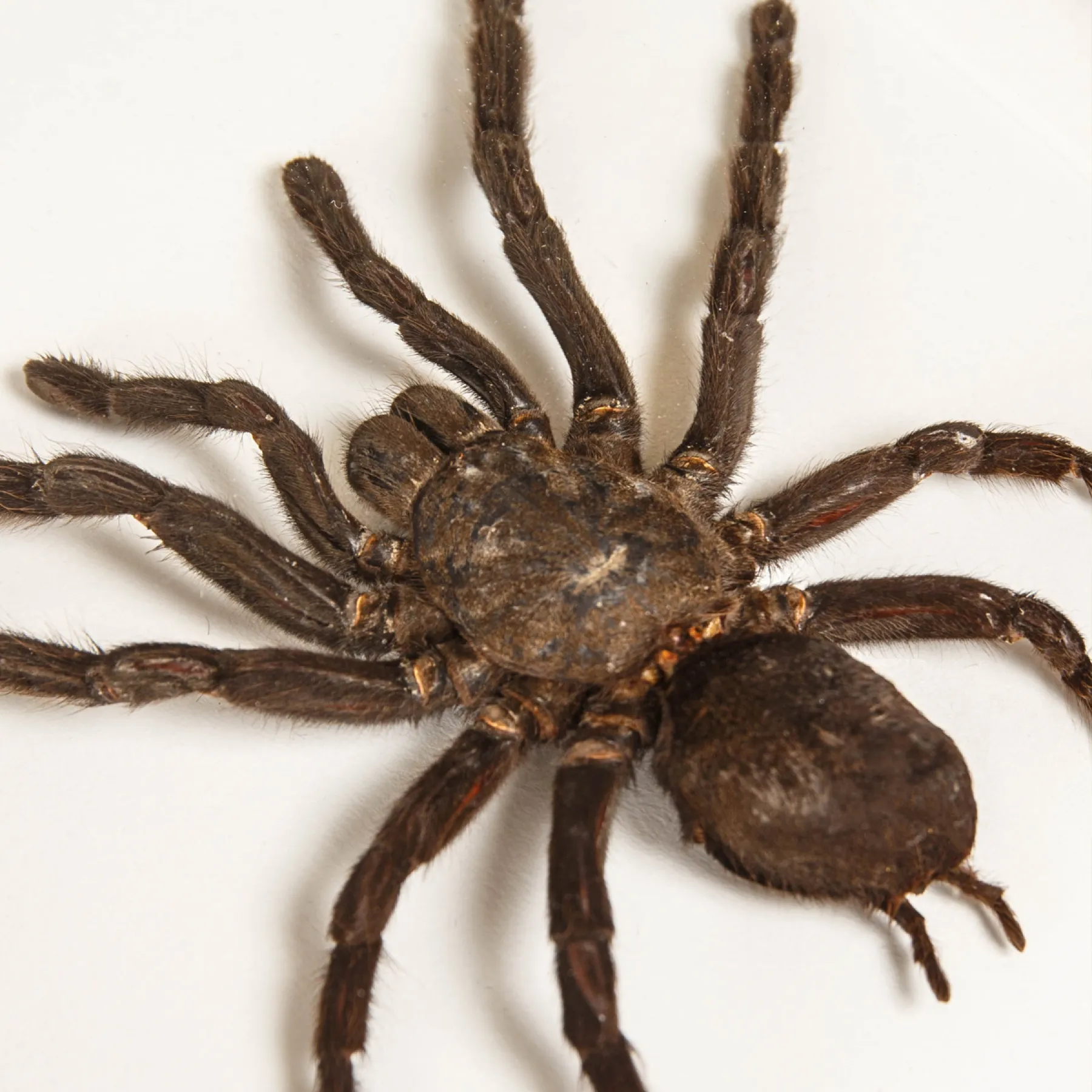 Thailand Black Tarantula In Box Frame (Cyriopagopus minax) Minibeast Thailand Black Tarantula In Box Frame (Cyriopagopus minax)