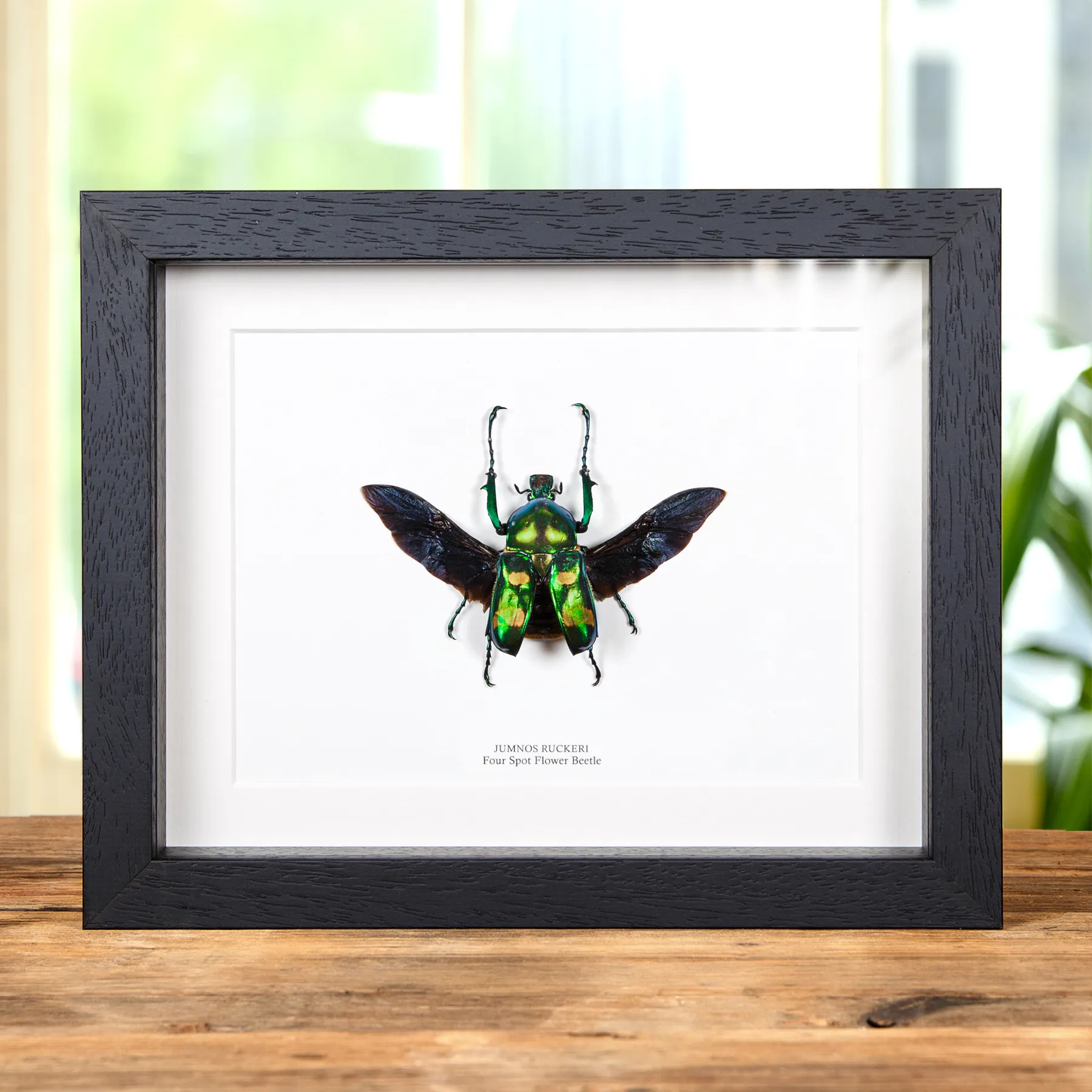 Minibeast Four Spot Flower Beetle with Wings Spread In Box Frame (Jumnos ruckeri)