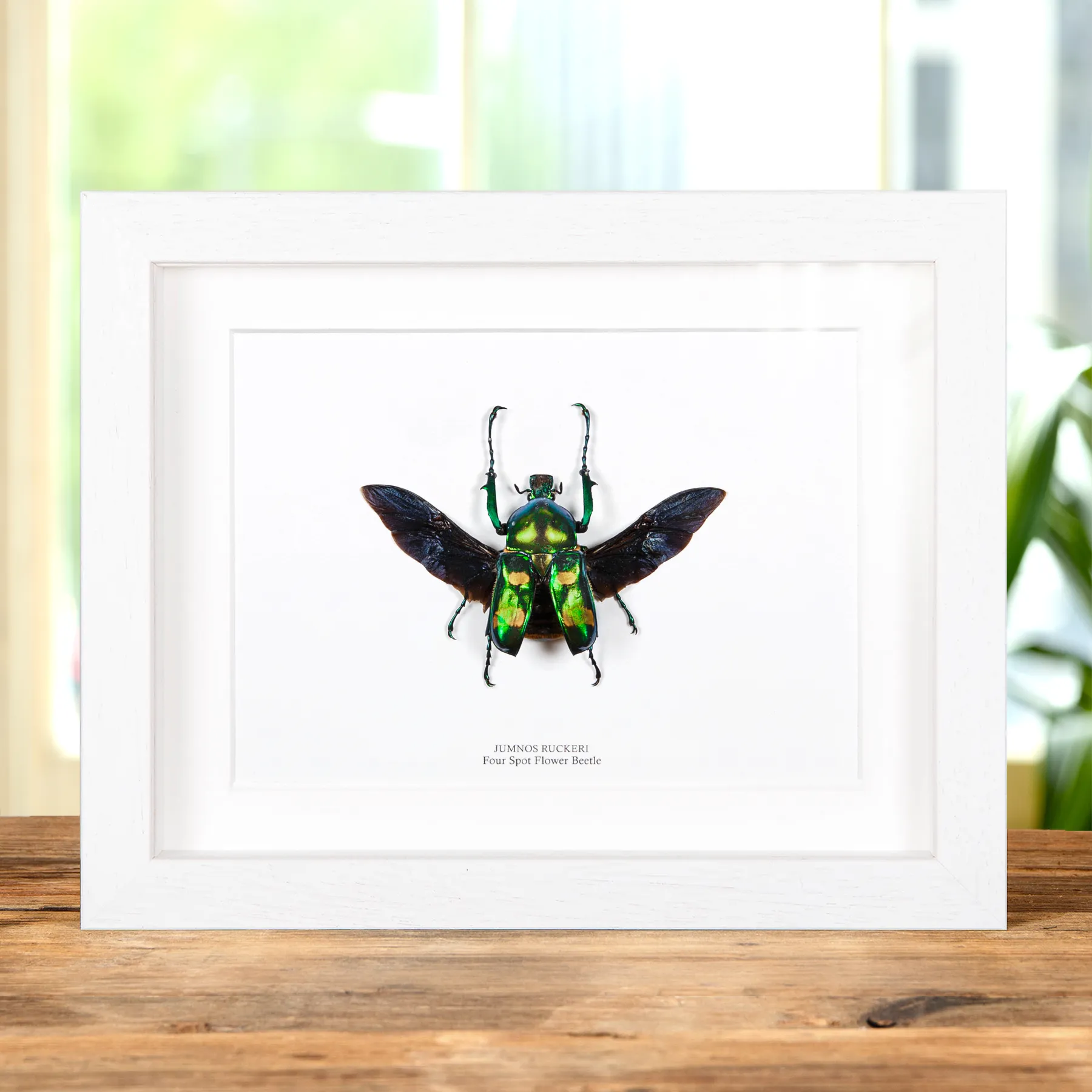 Minibeast Four Spot Flower Beetle with Wings Spread In Box Frame (Jumnos ruckeri)