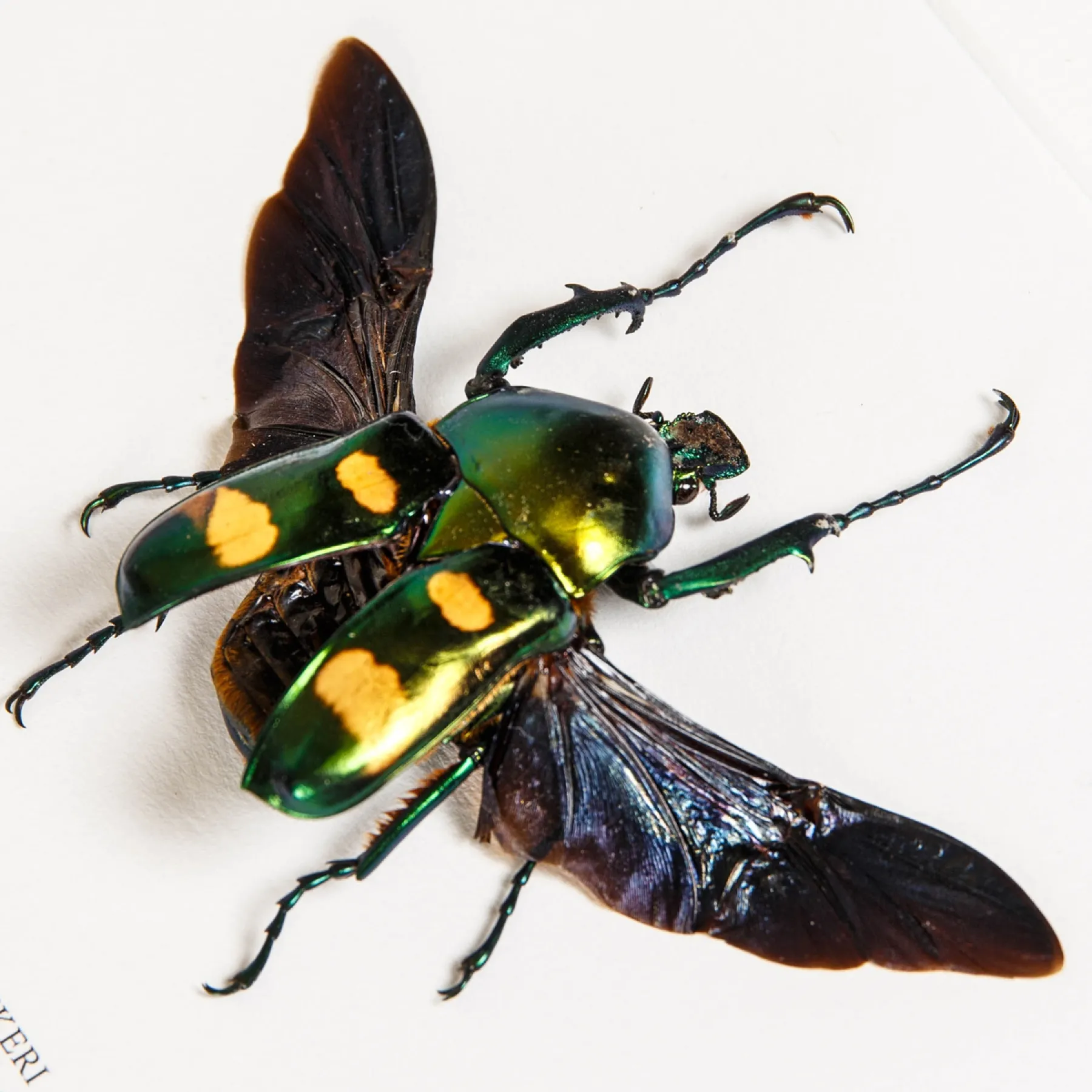 Minibeast Four Spot Flower Beetle with Wings Spread In Box Frame (Jumnos ruckeri)