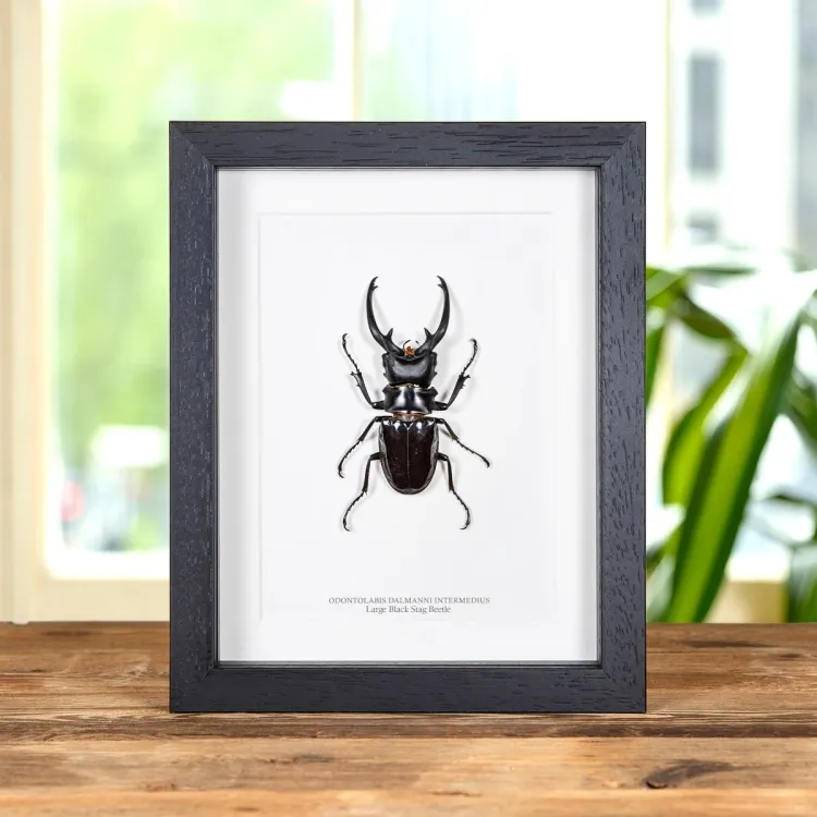 <strong>Large Black Stag Beetle In Box Frame (Odontolabis dalmanni intermedius)</strong><br>Price: $76.99<br>Frame size: 7 x 9 Large Black Stag Beetle In Box Frame (Odontolabis dalmanni intermedius)