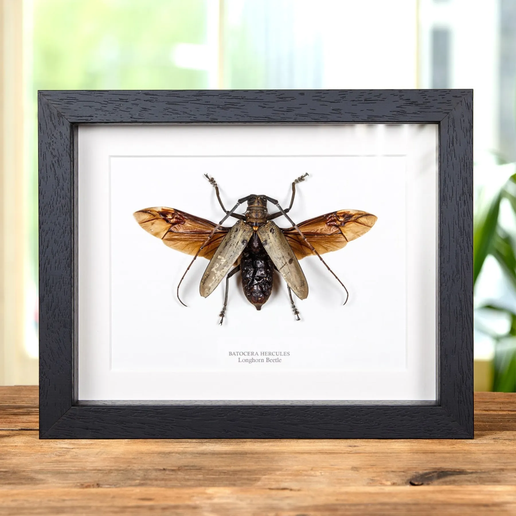 Minibeast Escarabajo longicornio de Filipinas en marco vitrina (Batocera hercules)
