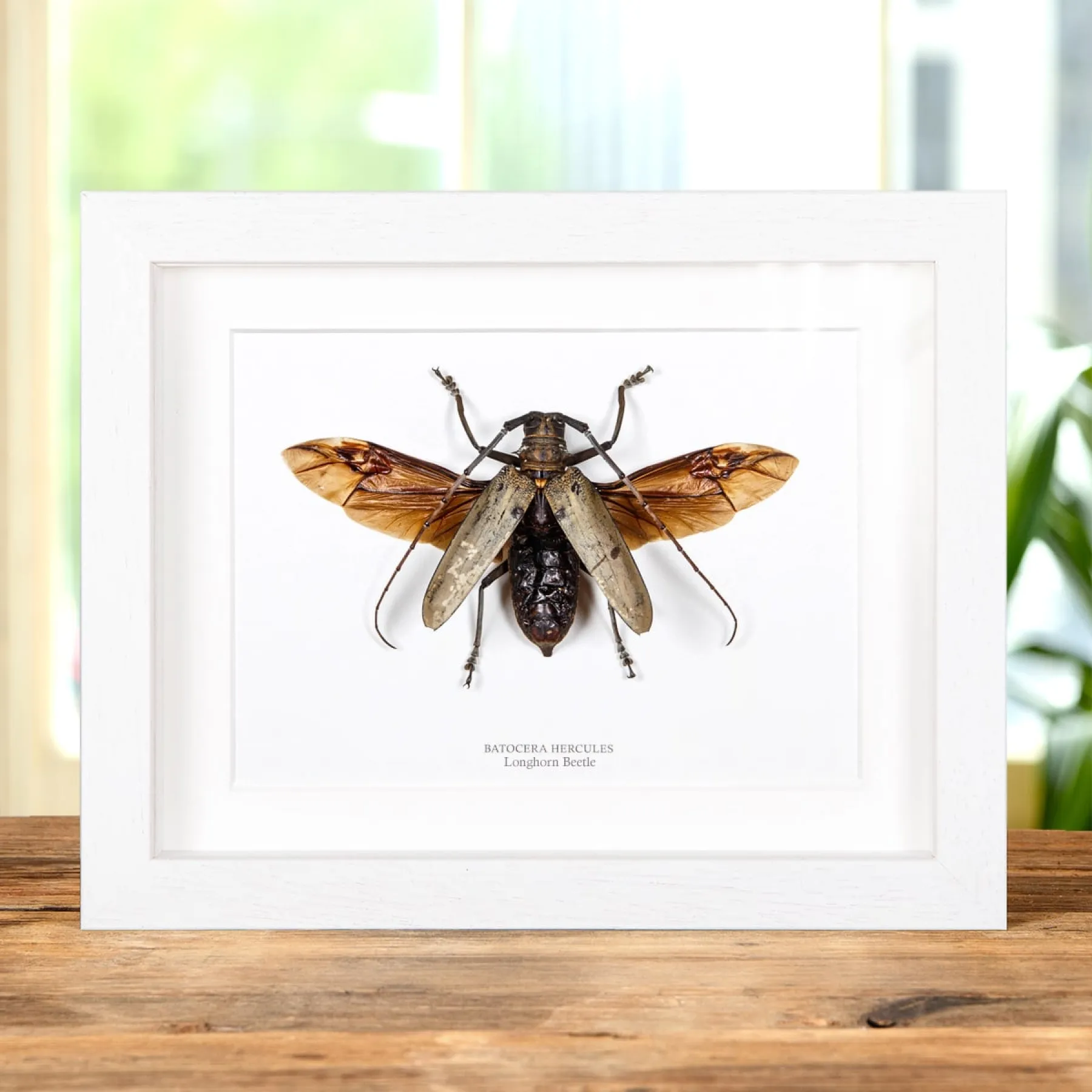 Minibeast Escarabajo longicornio de Filipinas en marco vitrina (Batocera hercules)