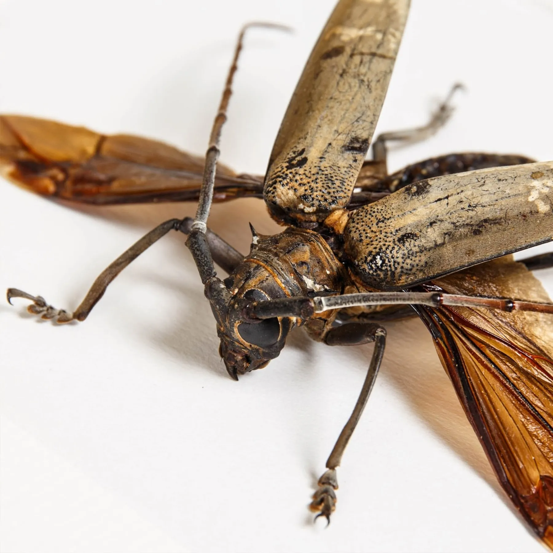 Minibeast Escarabajo longicornio de Filipinas en marco vitrina (Batocera hercules)