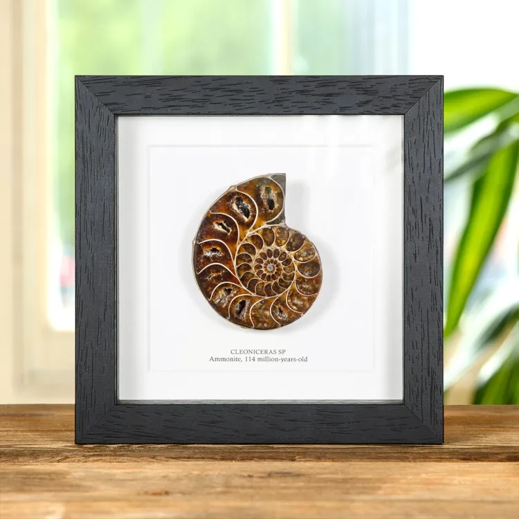 Cut & Polished Ammonite Fossil In Box Frame (Cleoniceras sp)