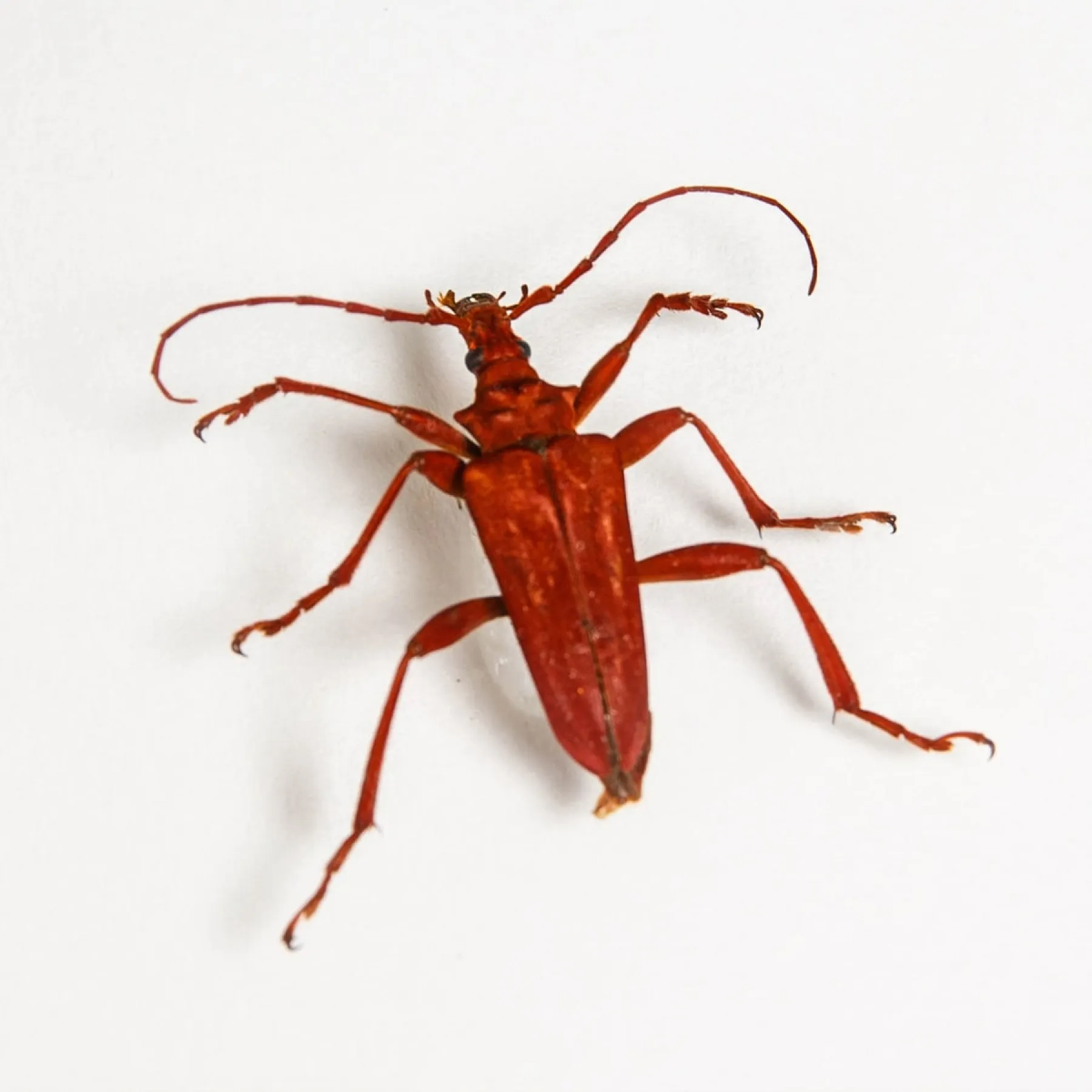 Minibeast Red Longhorn Beetle In Box Frame (Mastododera coccinea)