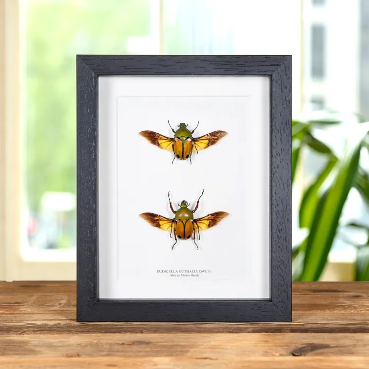 African Flower Beetle In Box Frame (Eudicella euthalia oweni)