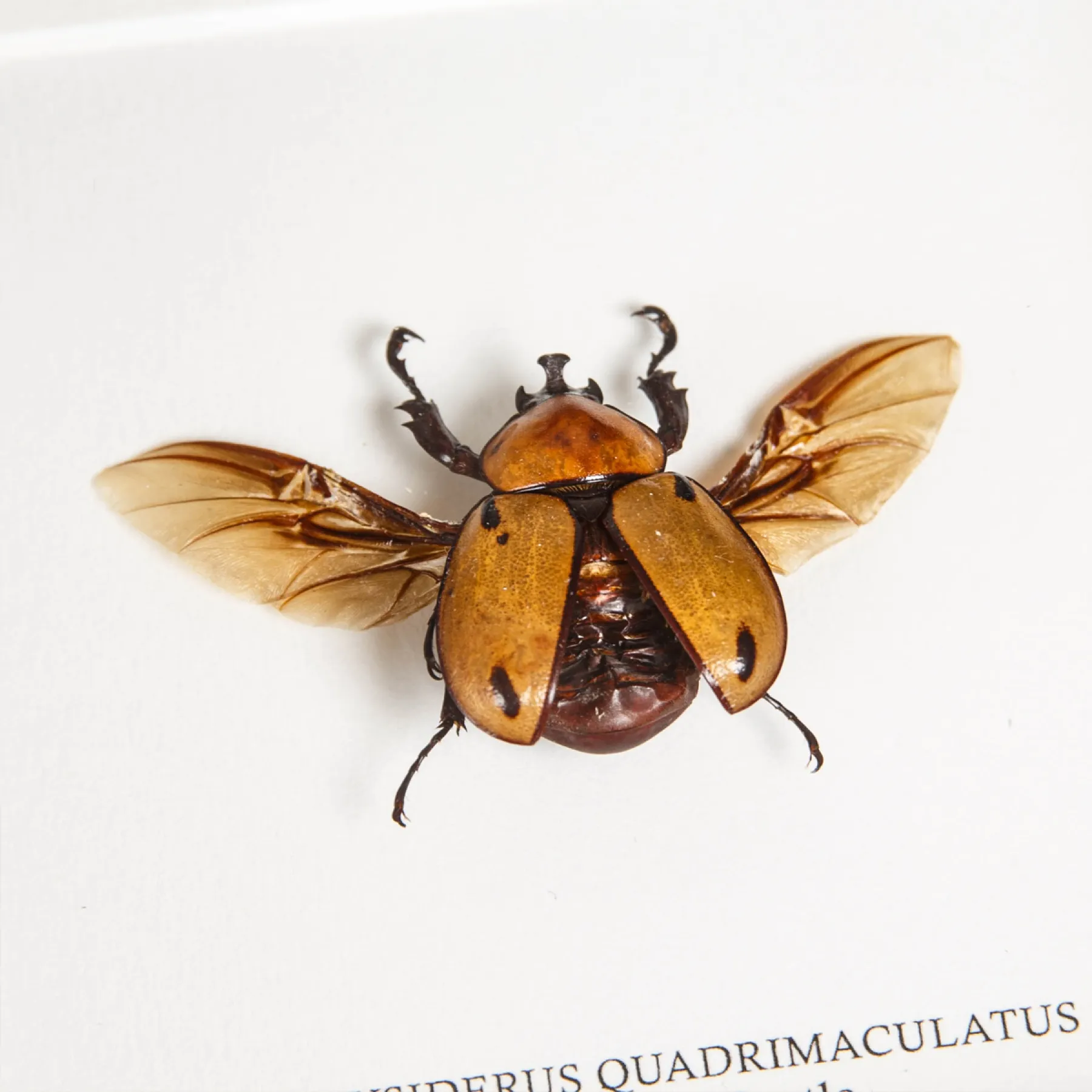 Minibeast Glossy Horn Beetle In Box Frame (Brachysiderus quadrimaculatus)