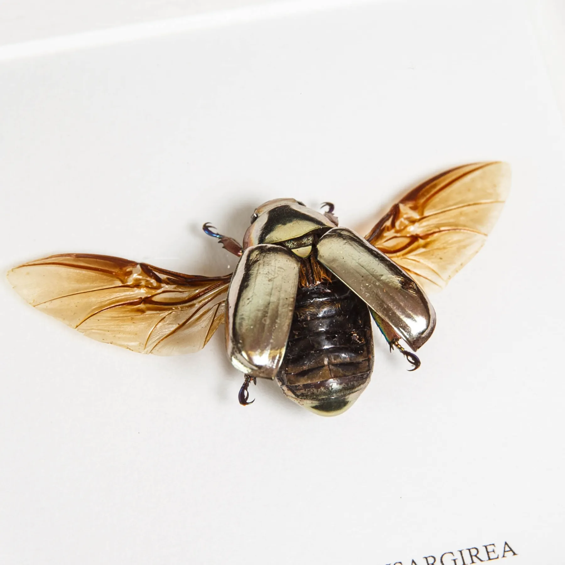 Minibeast Silver Scarab Beetle In Box Frame (Chrysina chrysargirea)