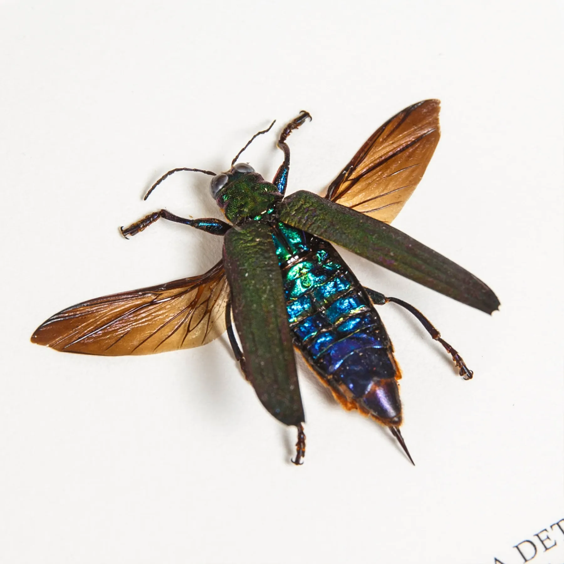 Minibeast Jewel Beetle In Box Frame (Demochroa detani)