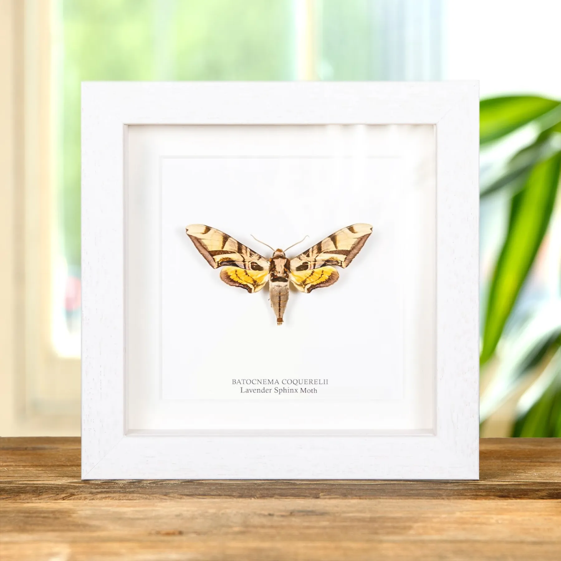 Lavender Sphinx Moth In Box Frame (Batocnema coquerelii) Minibeast Lavender Sphinx Moth In Box Frame (Batocnema coquerelii)