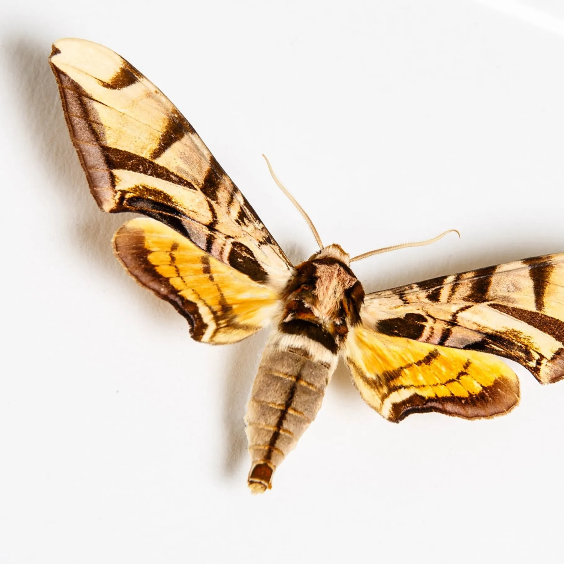 Lavender Sphinx Moth In Box Frame (Batocnema coquerelii) Minibeast Lavender Sphinx Moth In Box Frame (Batocnema coquerelii)
