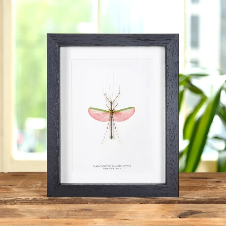 Pink Asian Stick Insect In Box Frame (Marmessoidea quadriguttata)