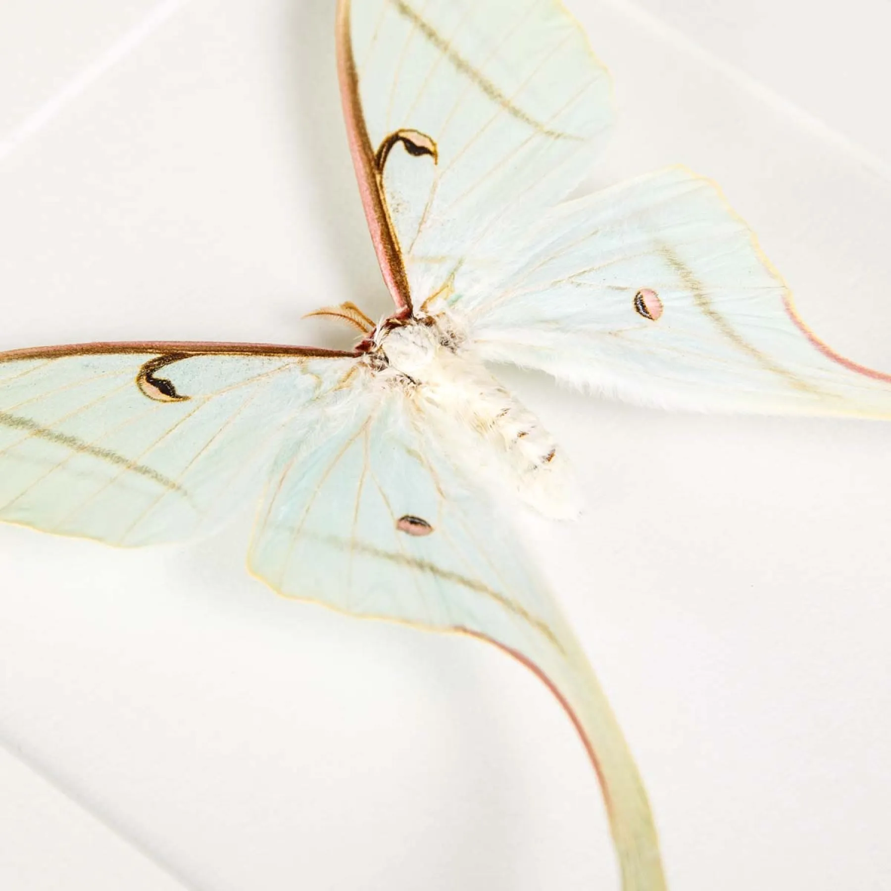 Female Spirit Moth In Box Frame (Actias rhodopneuma)