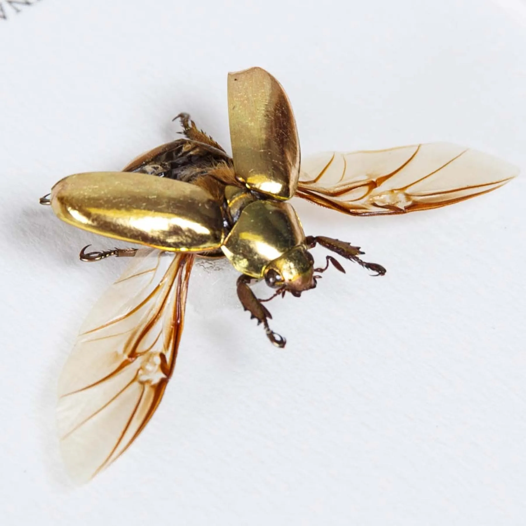 Minibeast Scarabeo Dorato con Ali Aperte in Cornice (Chrysina resplendens)