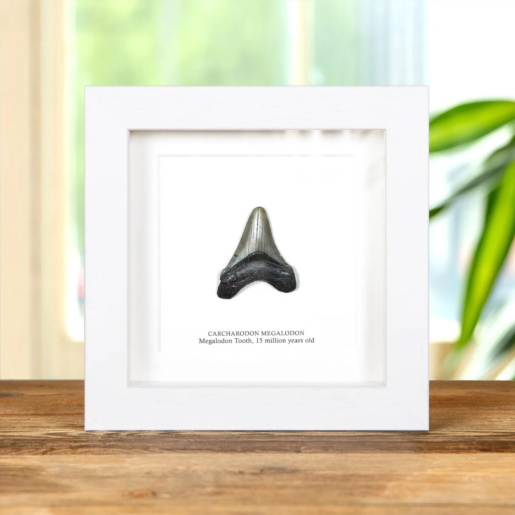 2 Inch Megalodon Shark Tooth Fossil Frame (Carcharodon megalodon)