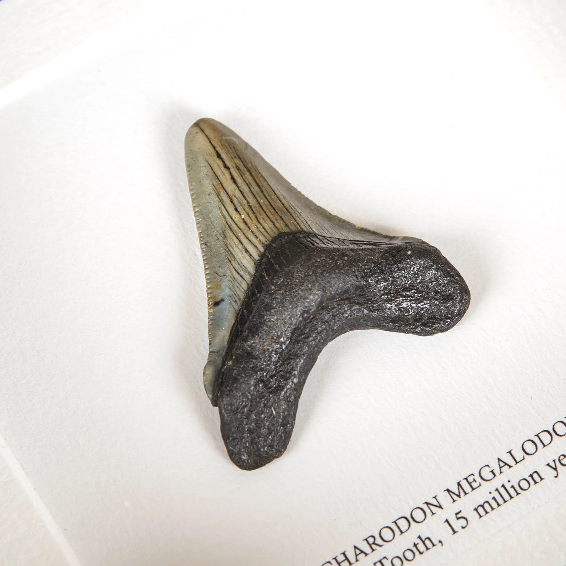 2 Inch Megalodon Shark Tooth Fossil Frame (Carcharodon megalodon)