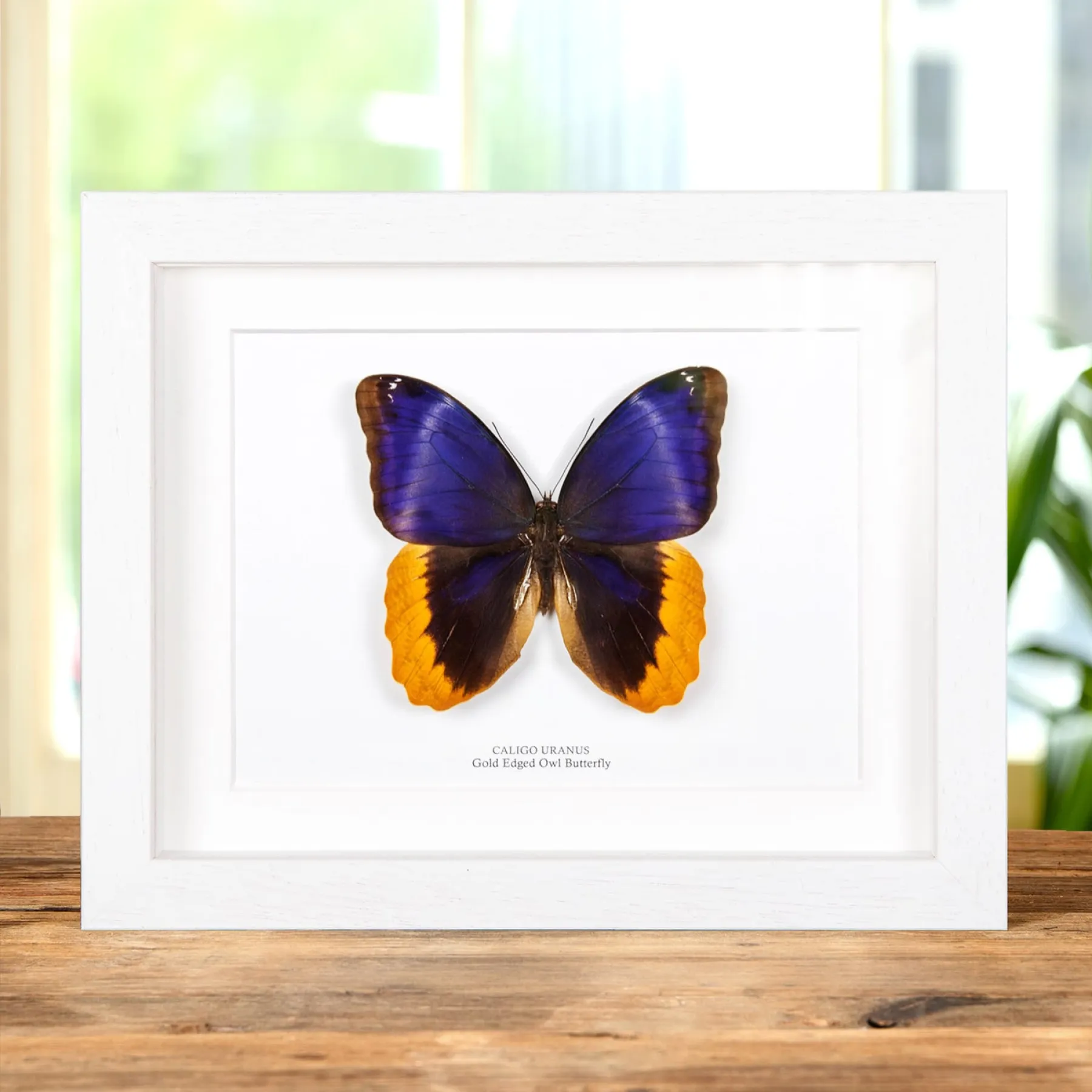 Minibeast Goldrandige Eule Schmetterling im Rahmen (Caligo uranus)
