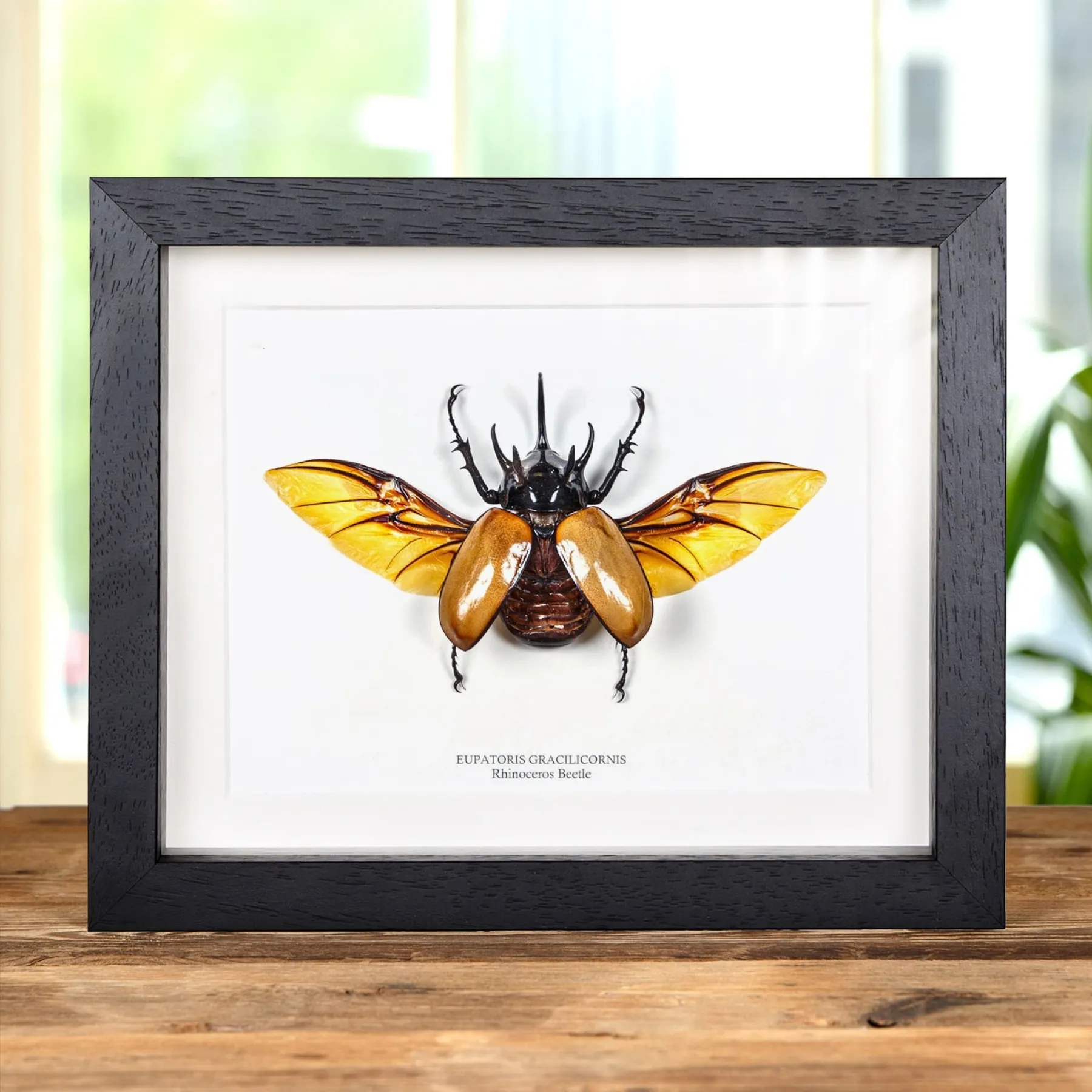 Minibeast Rhinoceros Beetle with Wings Spread In Box Frame (Eupatorus gracilicornis)