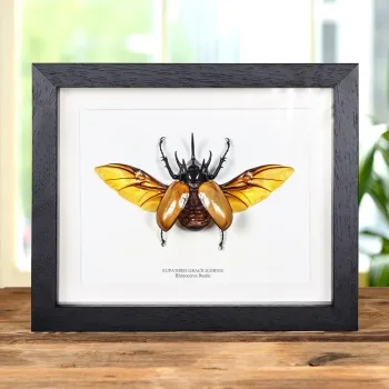 Rhinoceros Beetle with Wings Spread In Box Frame (Eupatorus gracilicornis)