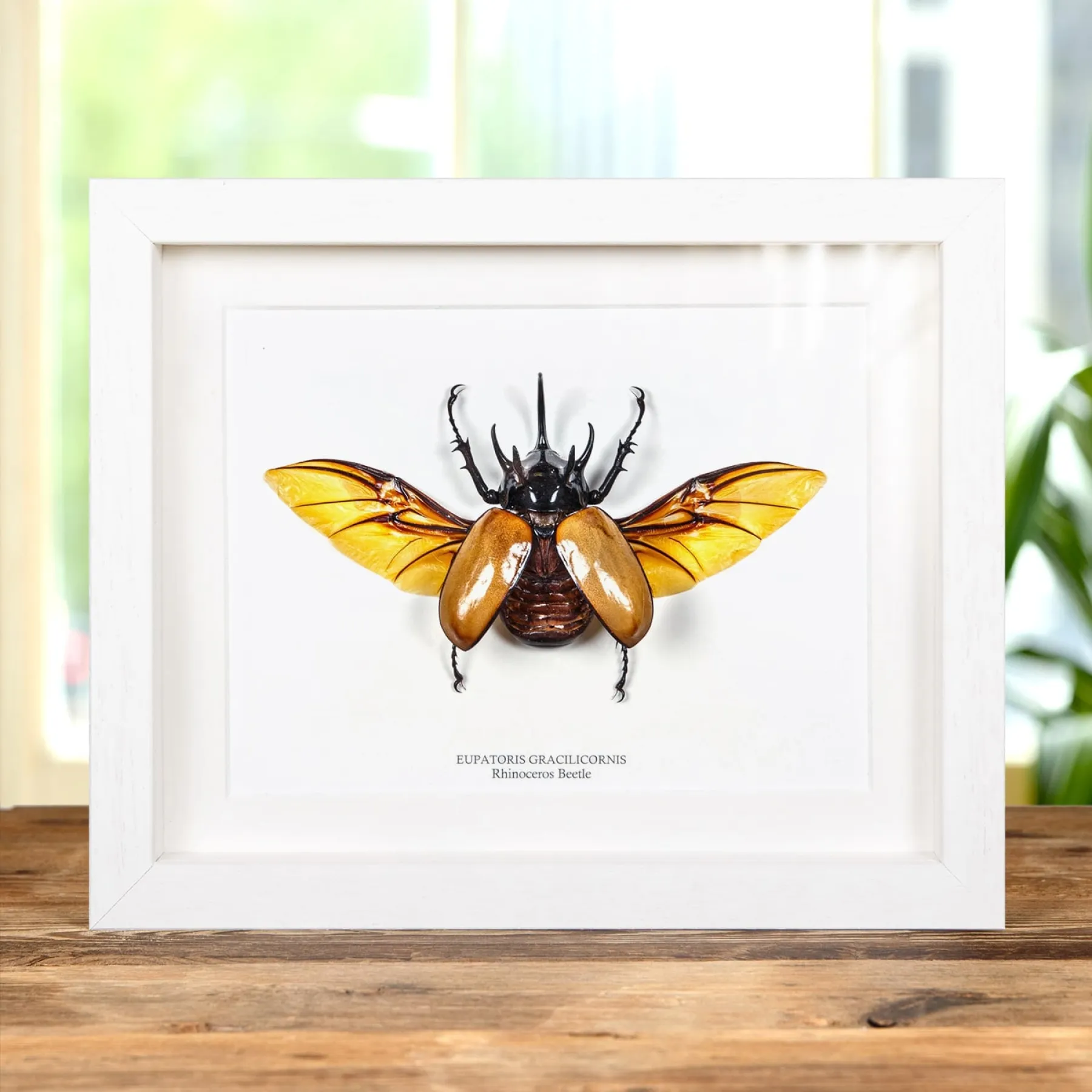 Minibeast Rhinoceros Beetle with Wings Spread In Box Frame (Eupatorus gracilicornis)