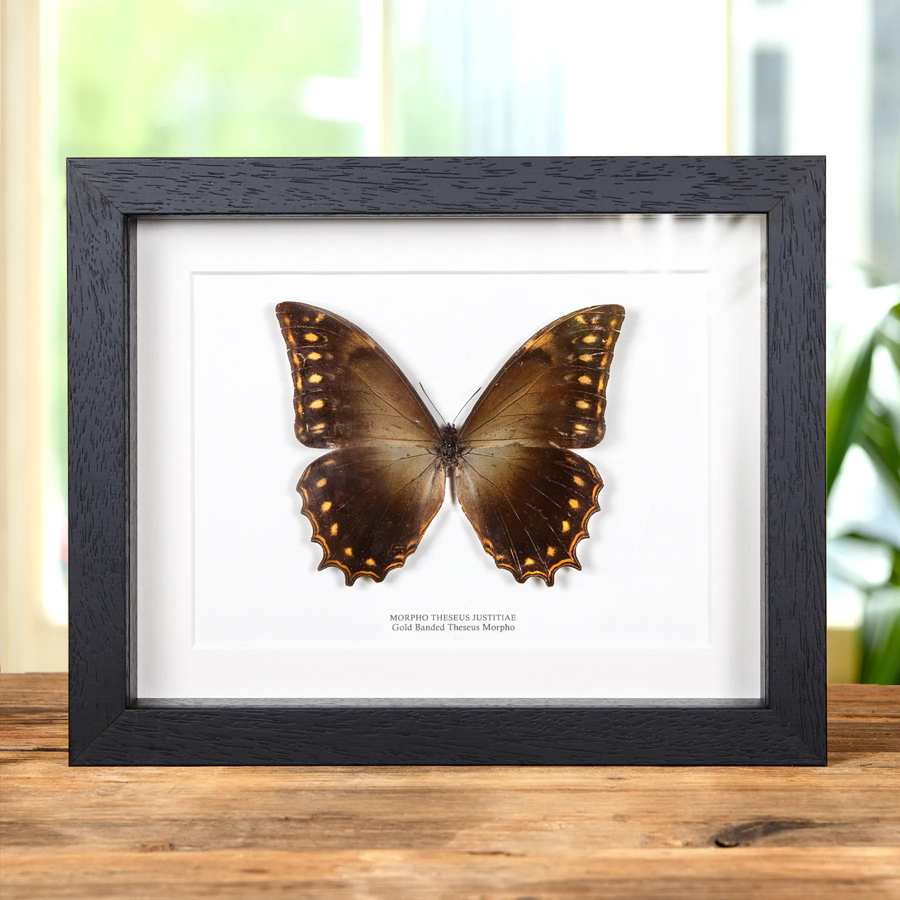 Minibeast Μόρφο του Θησέα με Χρυσή Ζώνη σε κορνίζα (Morpho theseus justitie)