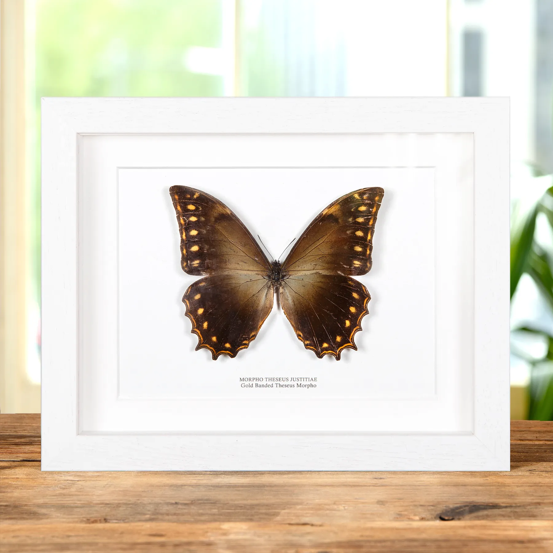 Minibeast Μόρφο του Θησέα με Χρυσή Ζώνη σε κορνίζα (Morpho theseus justitie)