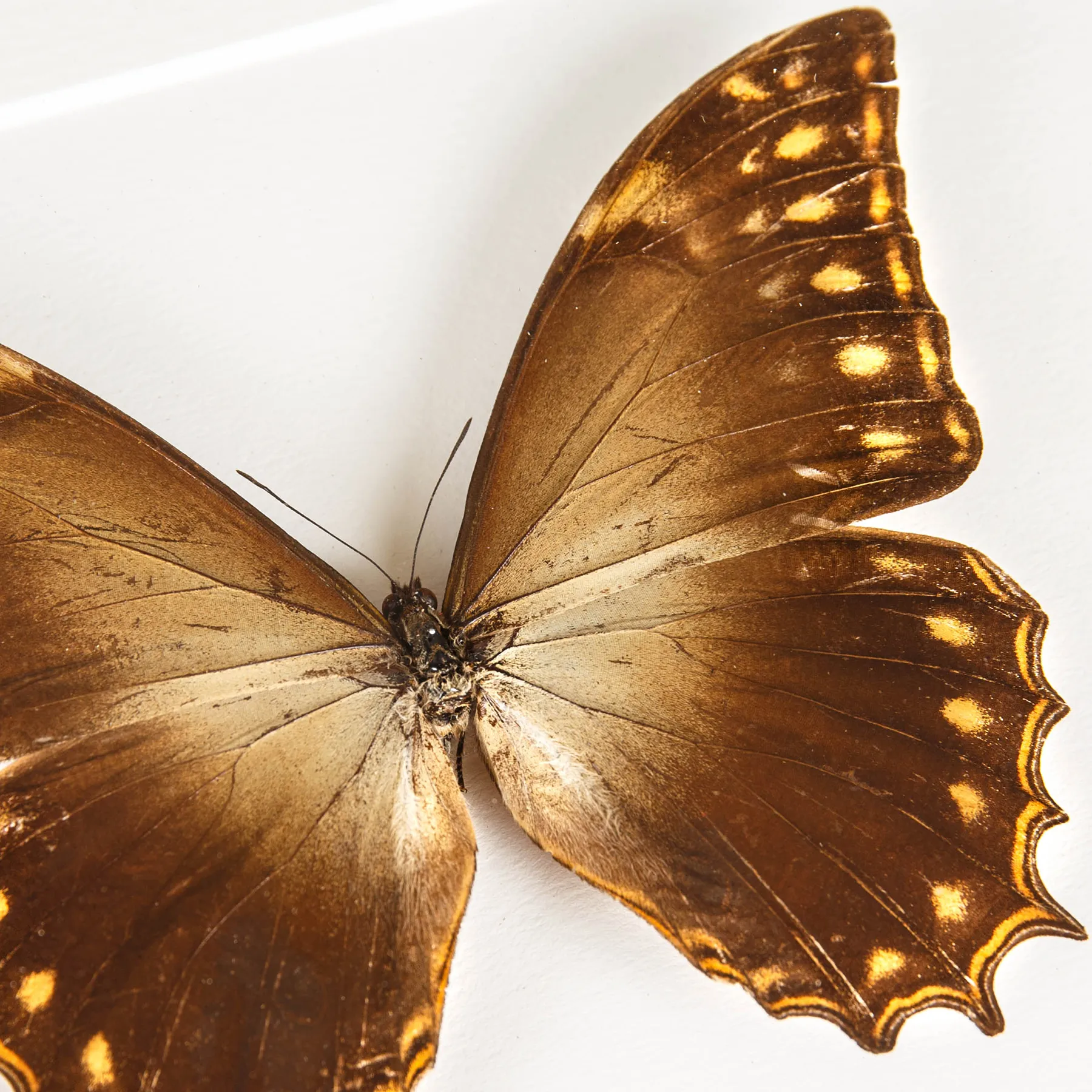 Minibeast Μόρφο του Θησέα με Χρυσή Ζώνη σε κορνίζα (Morpho theseus justitie)