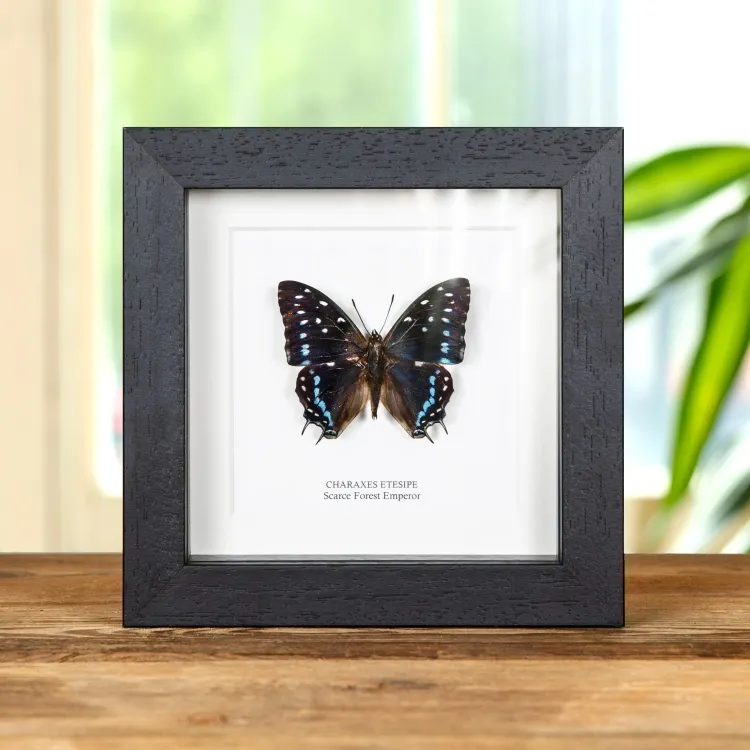 Scarce Forest Emperor Butterfly In Box Frame (Charaxes etesipe)