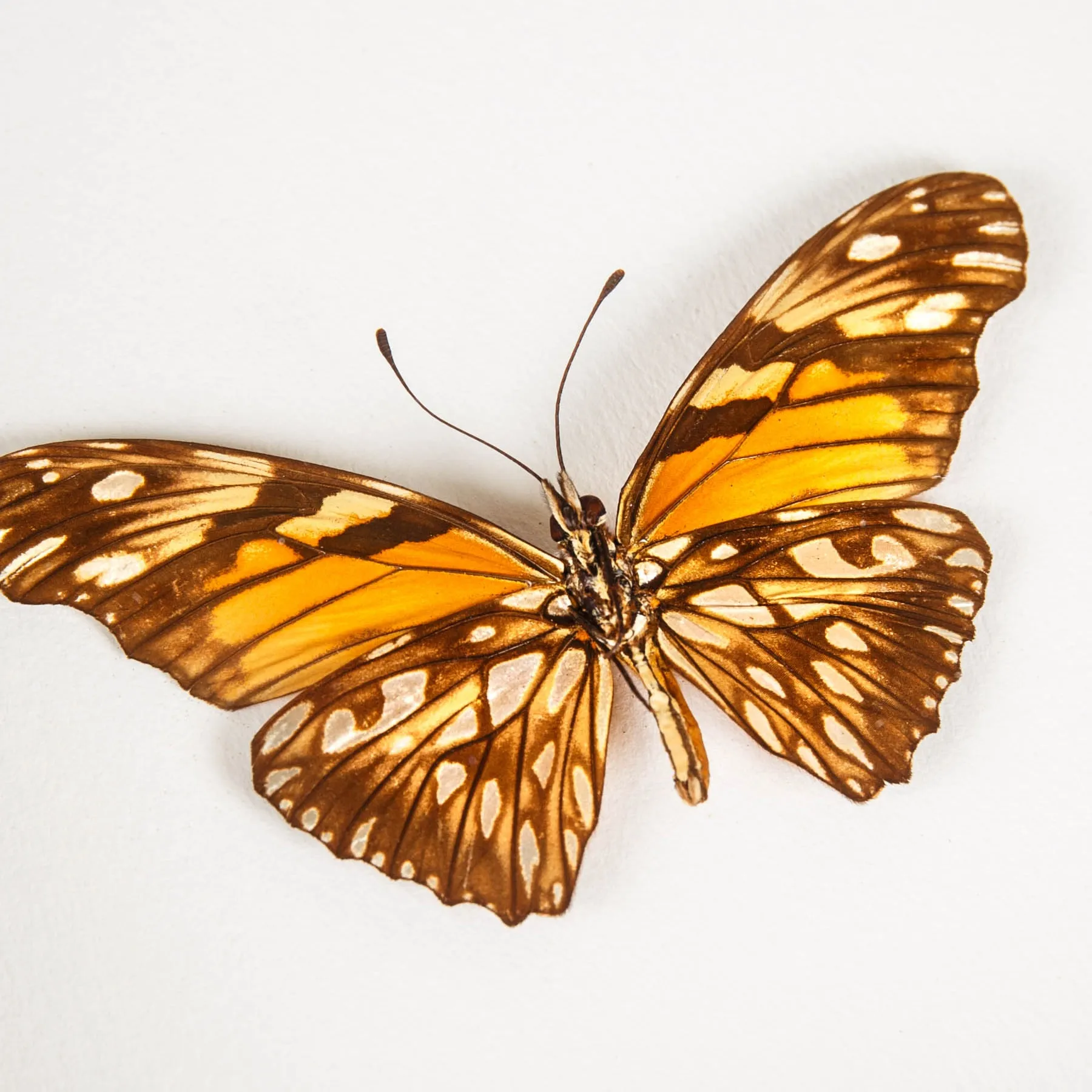Juno Silverspot Butterfly In Box Frame (Dione june) Minibeast Juno Silverspot Butterfly In Box Frame (Dione june)