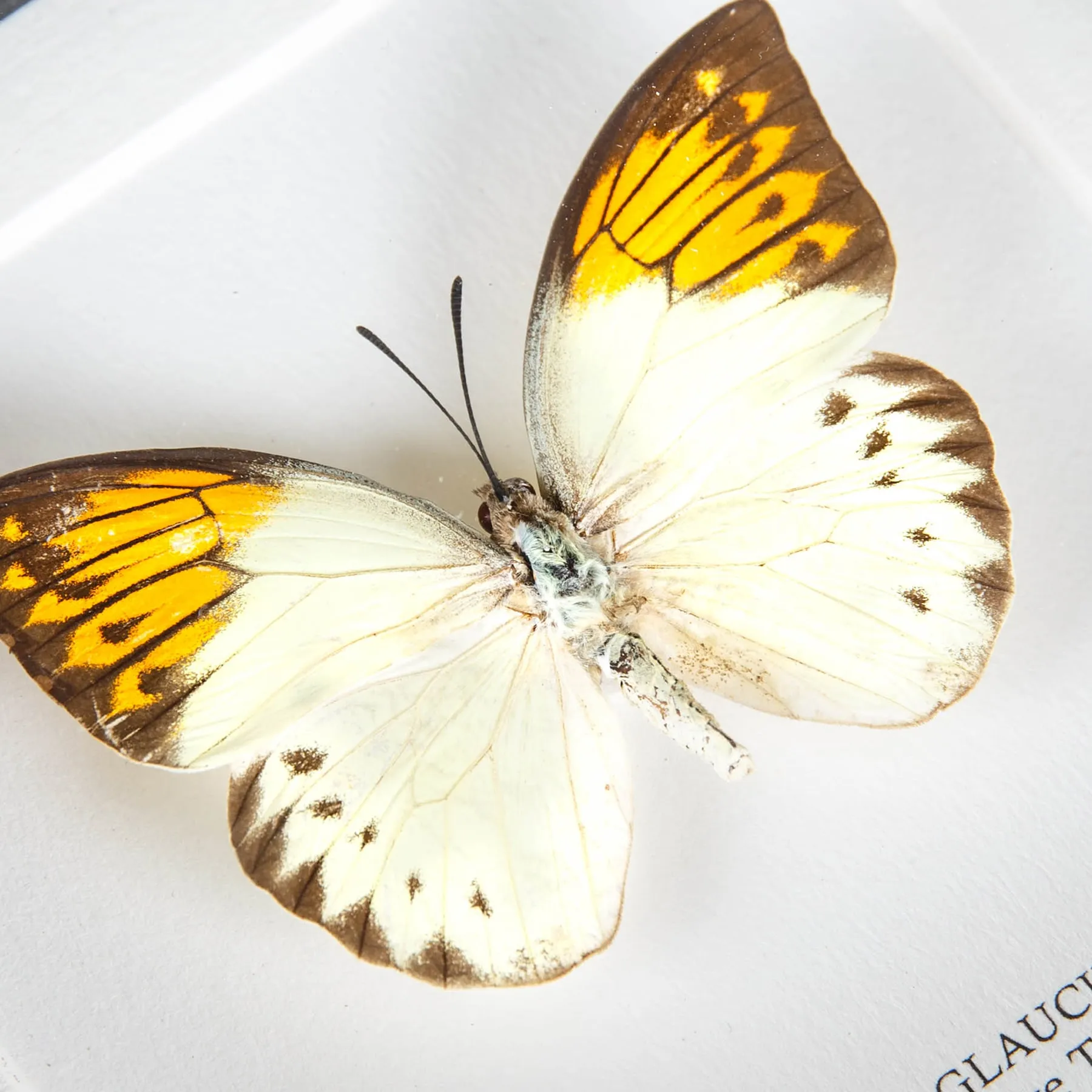 Minibeast Mariposa de gran punta naranja en marco vitrina (Hebomoia glaucippe)