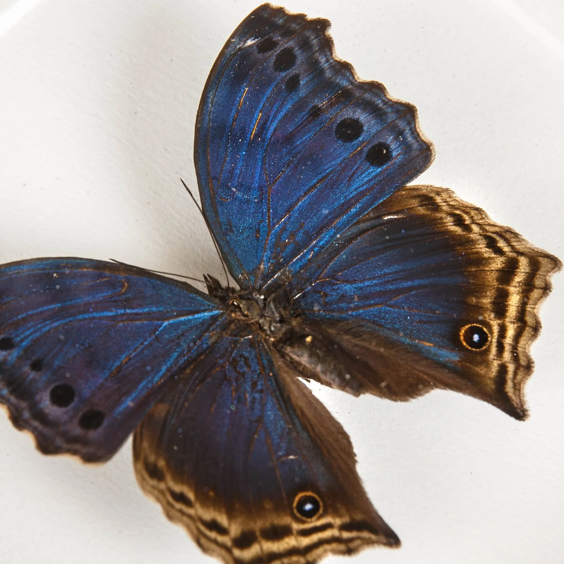 Minibeast Blue Mother-Of-Pearl Butterfly In Box Frame (Protogoniomorpha temora)
