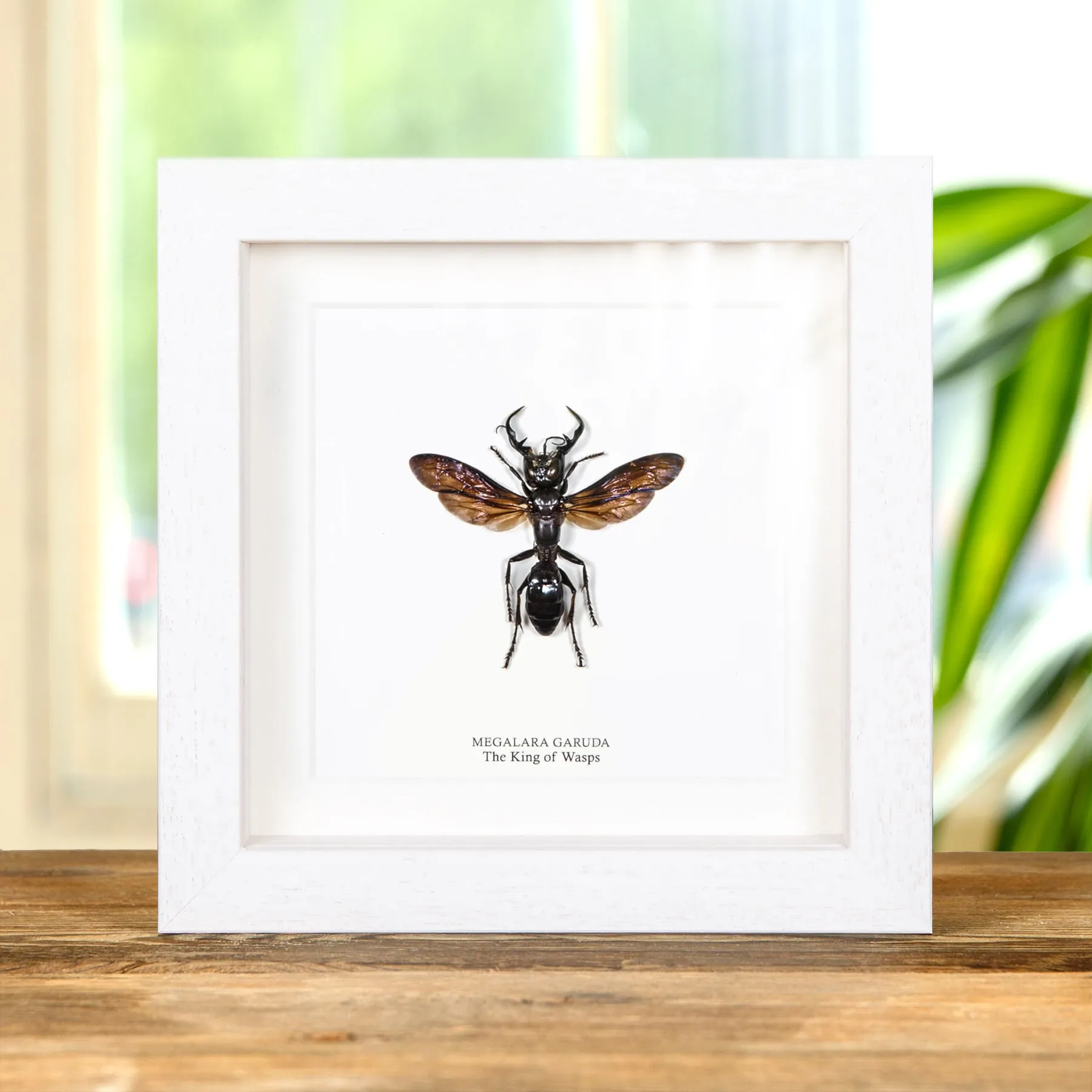 Minibeast King of Wasps In Box Frame (Megalara garuda)