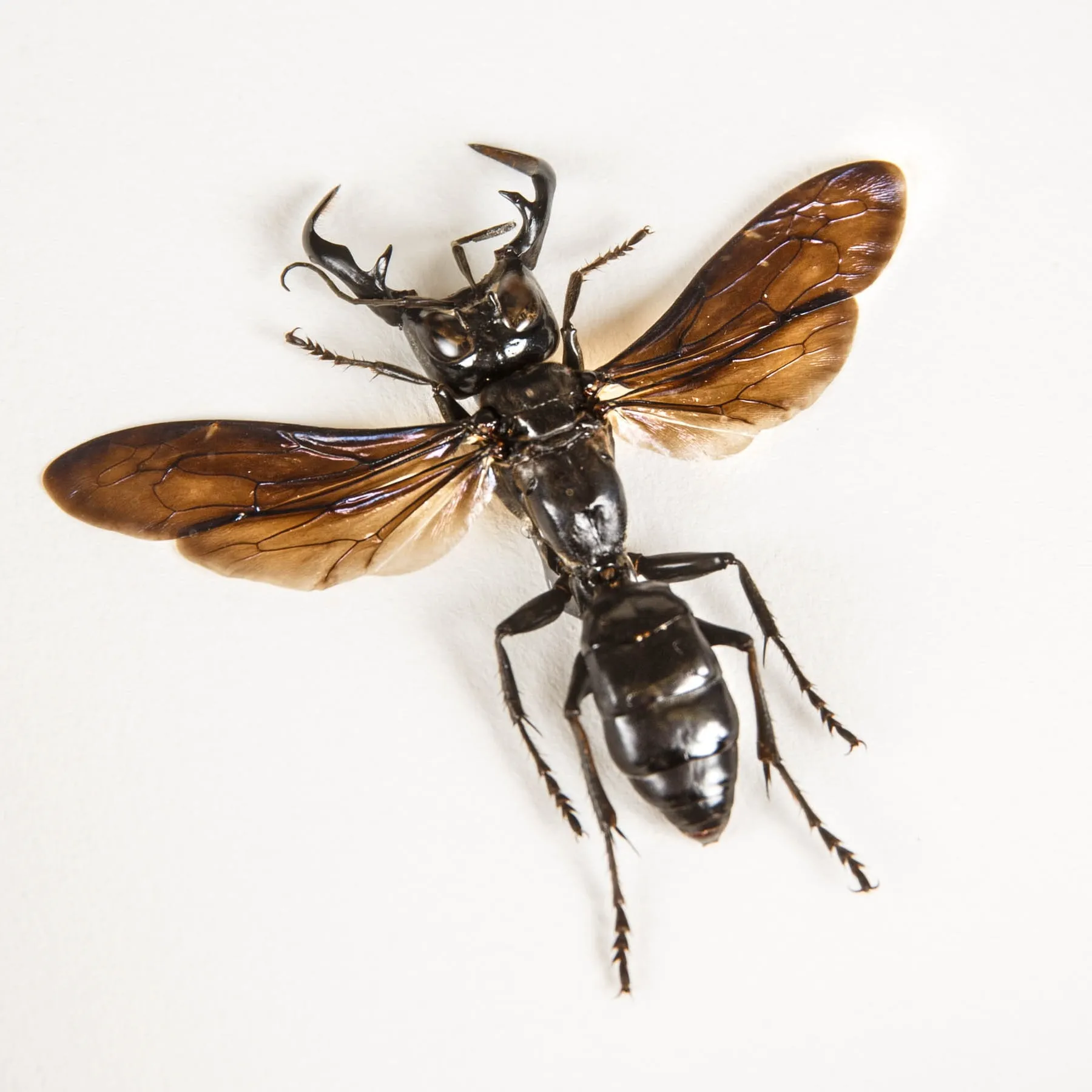 Minibeast King of Wasps In Box Frame (Megalara garuda)