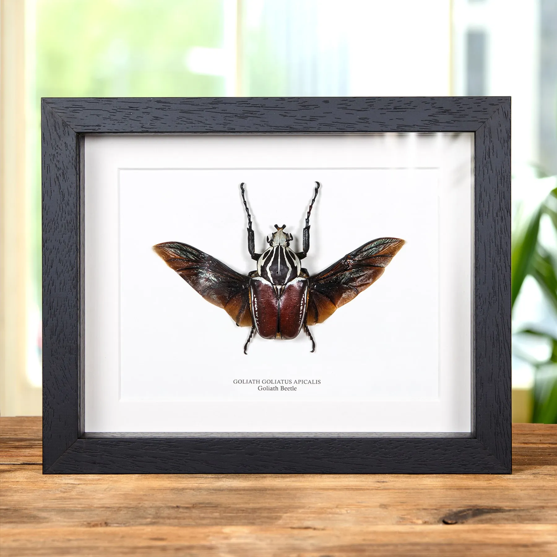 Minibeast Golia Scarabeo in Cornice (Goliathus goliatus apicalis)