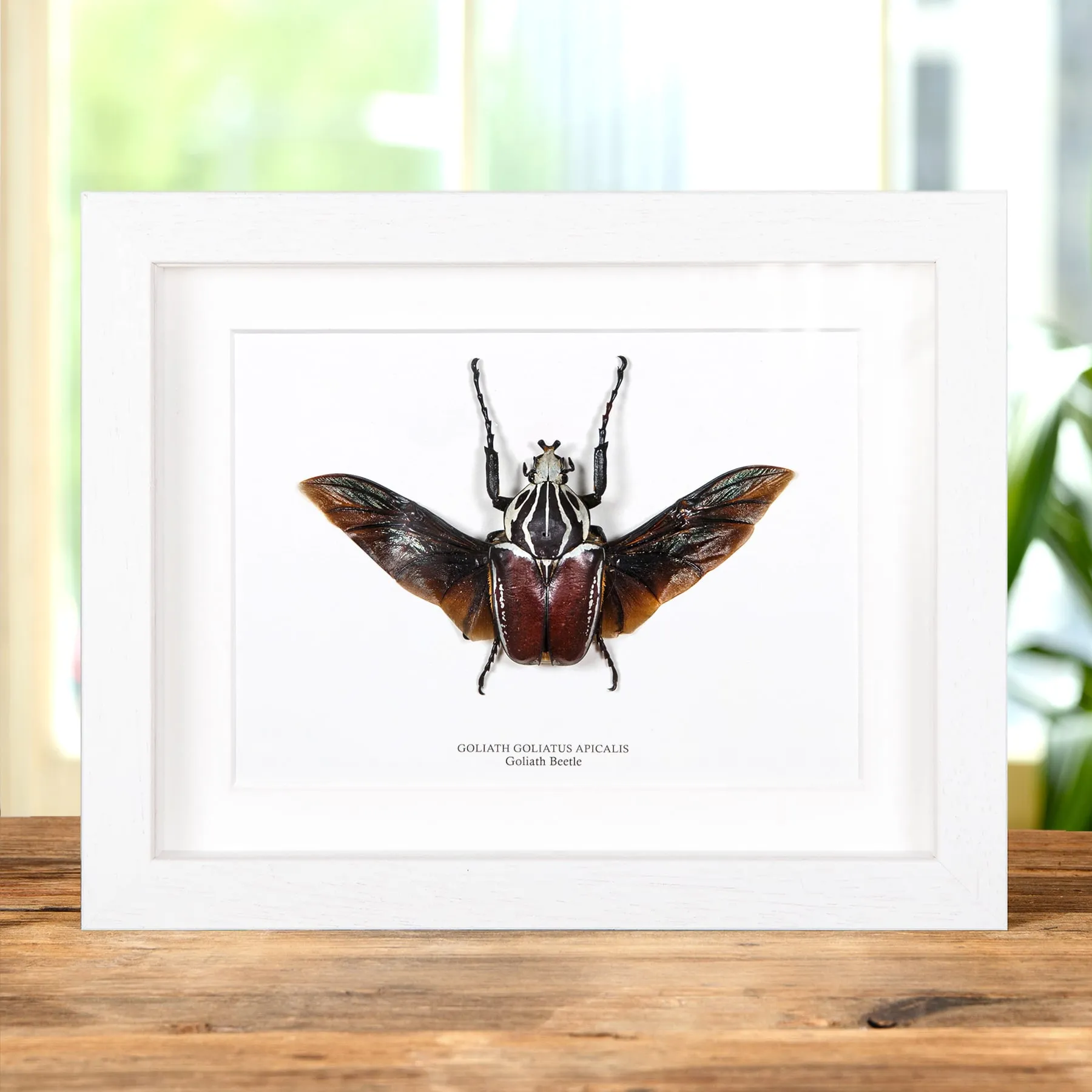 Minibeast Golia Scarabeo in Cornice (Goliathus goliatus apicalis)