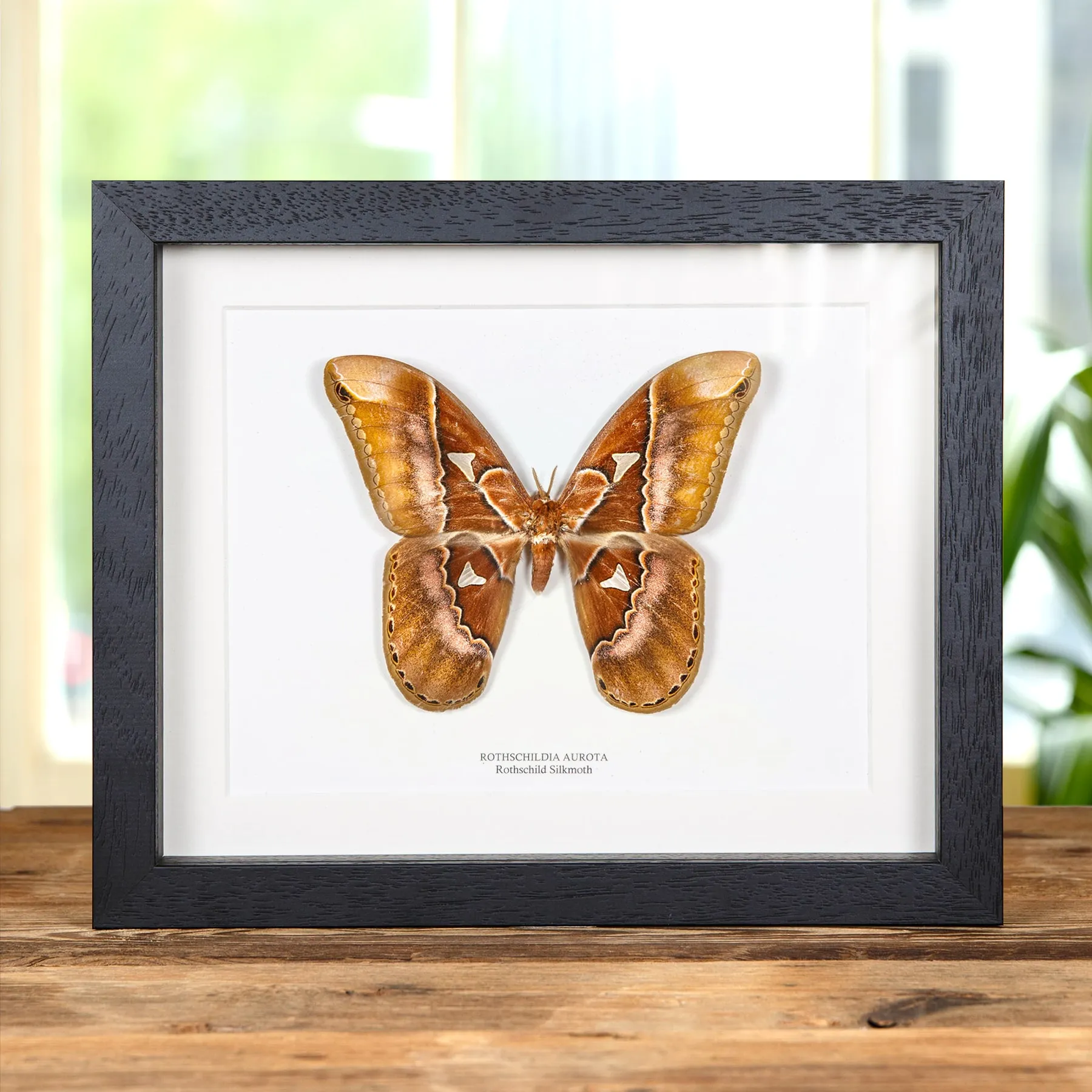 Minibeast Rothschild Silkmoth In Box Frame (Rothschildia aurota)
