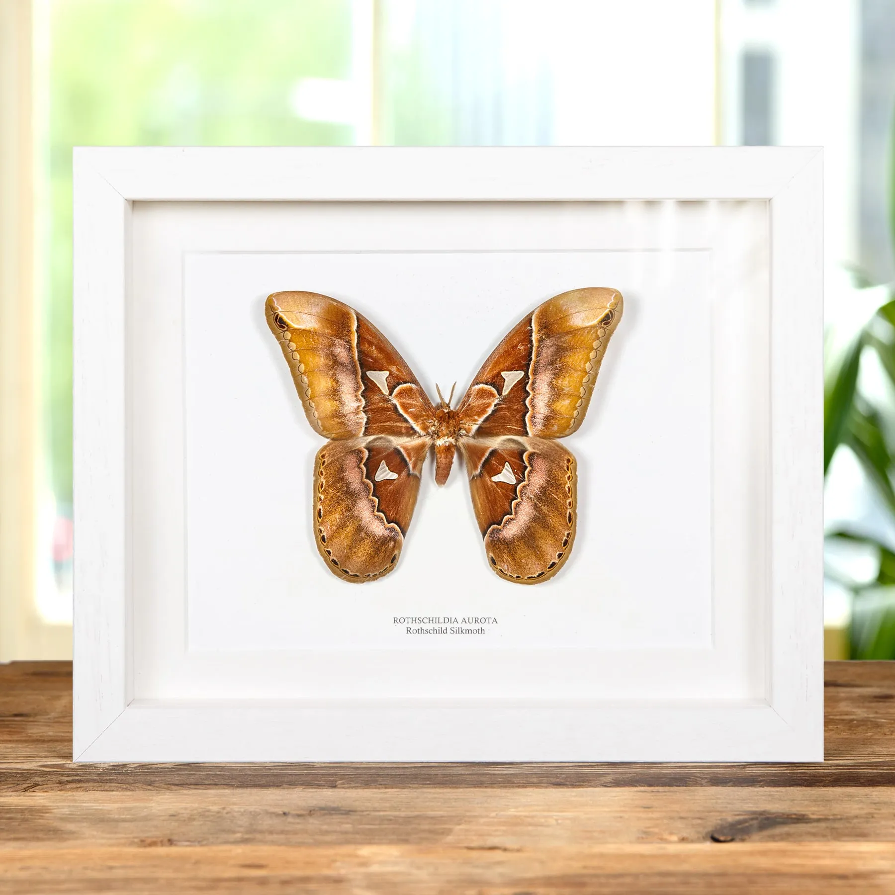 Minibeast Rothschild Silkmoth In Box Frame (Rothschildia aurota)