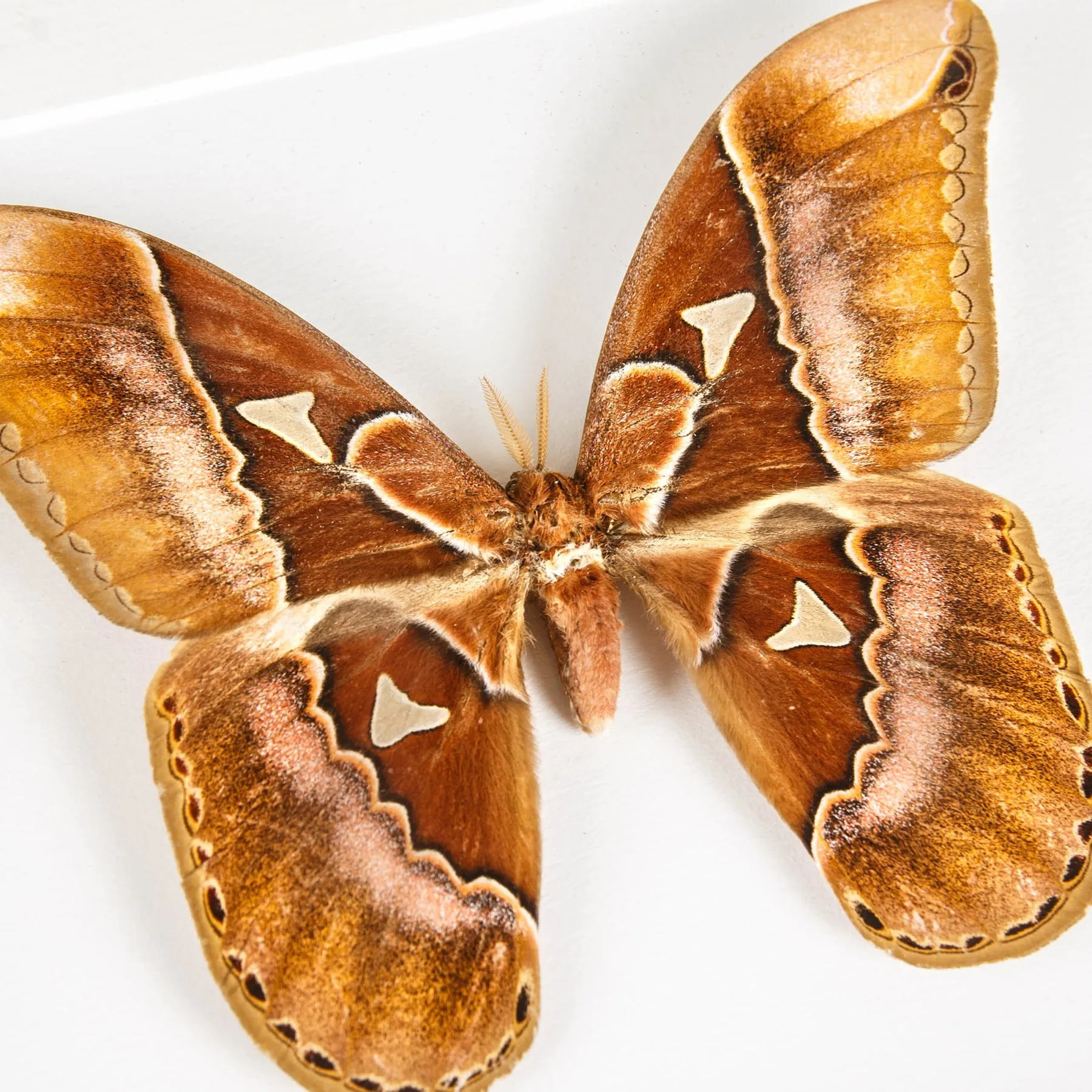 Minibeast Rothschild Silkmoth In Box Frame (Rothschildia aurota)