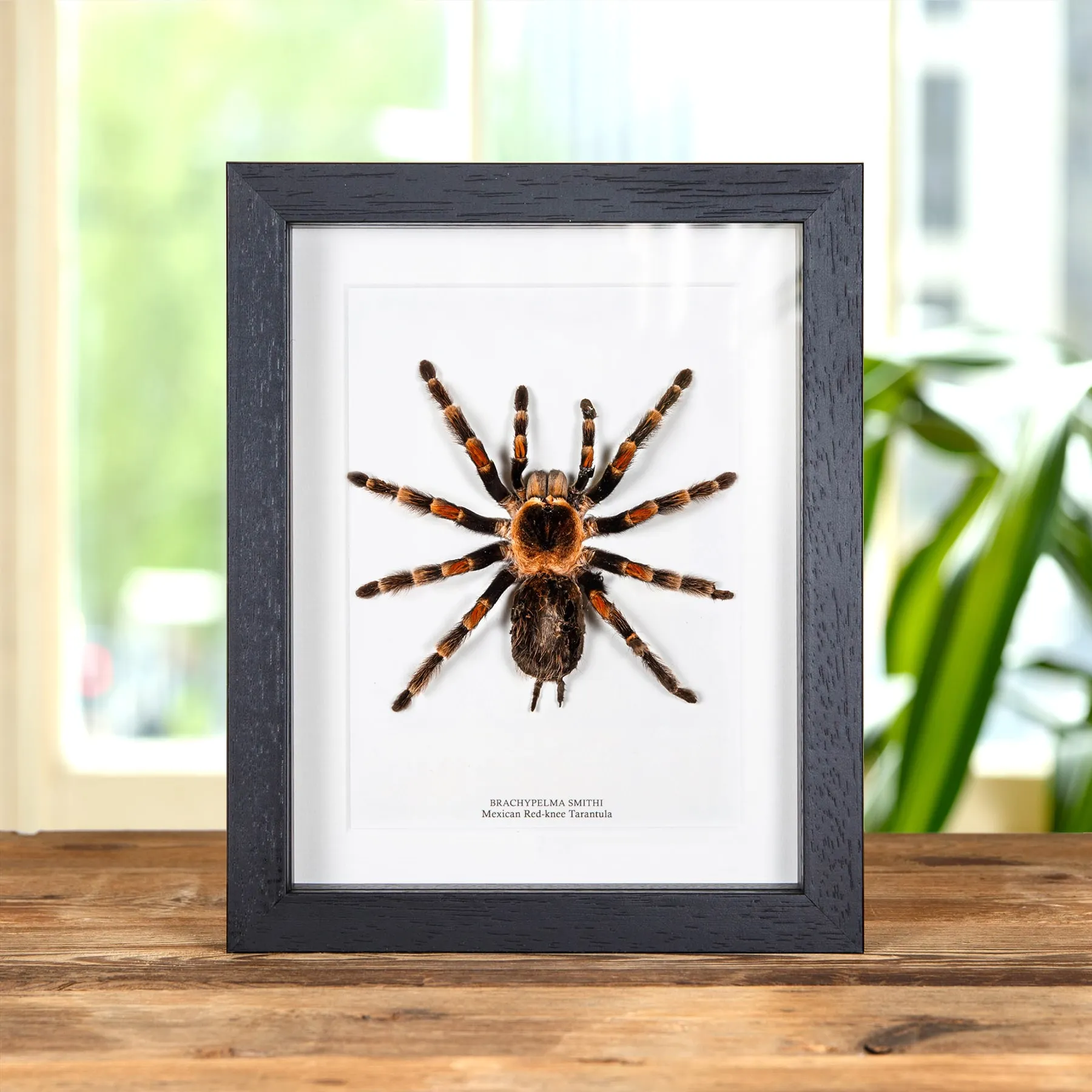 Minibeast Mexican Red-knee Tarantula In Box Frame (Brachypelma smithi)