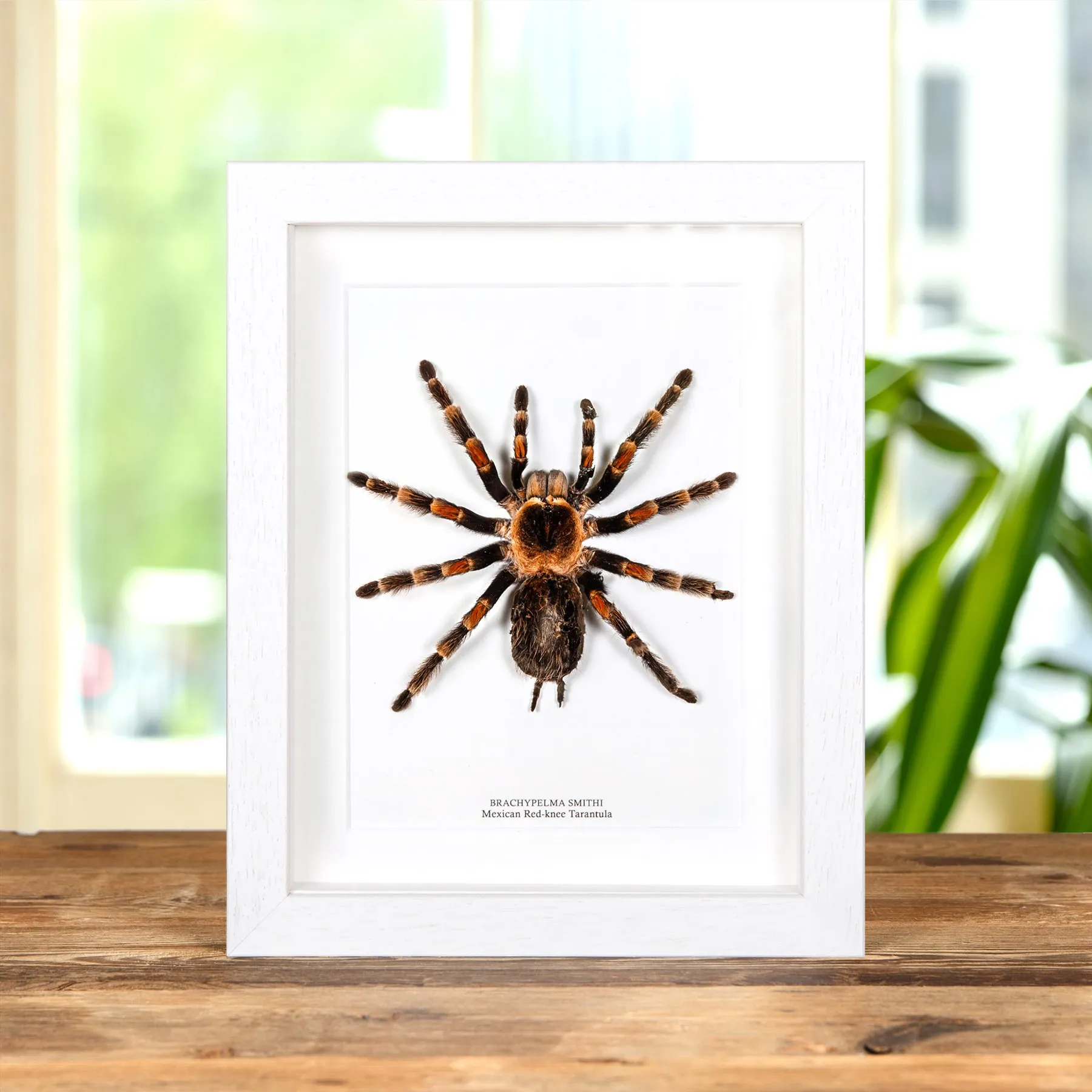 Minibeast Mexican Red-knee Tarantula In Box Frame (Brachypelma smithi)