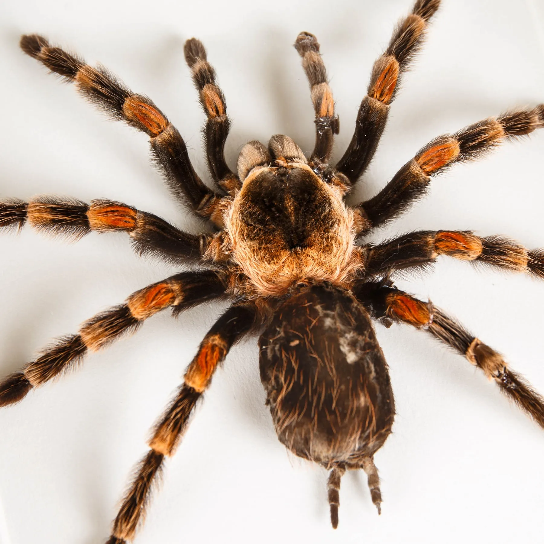 Minibeast Mexican Red-knee Tarantula In Box Frame (Brachypelma smithi)