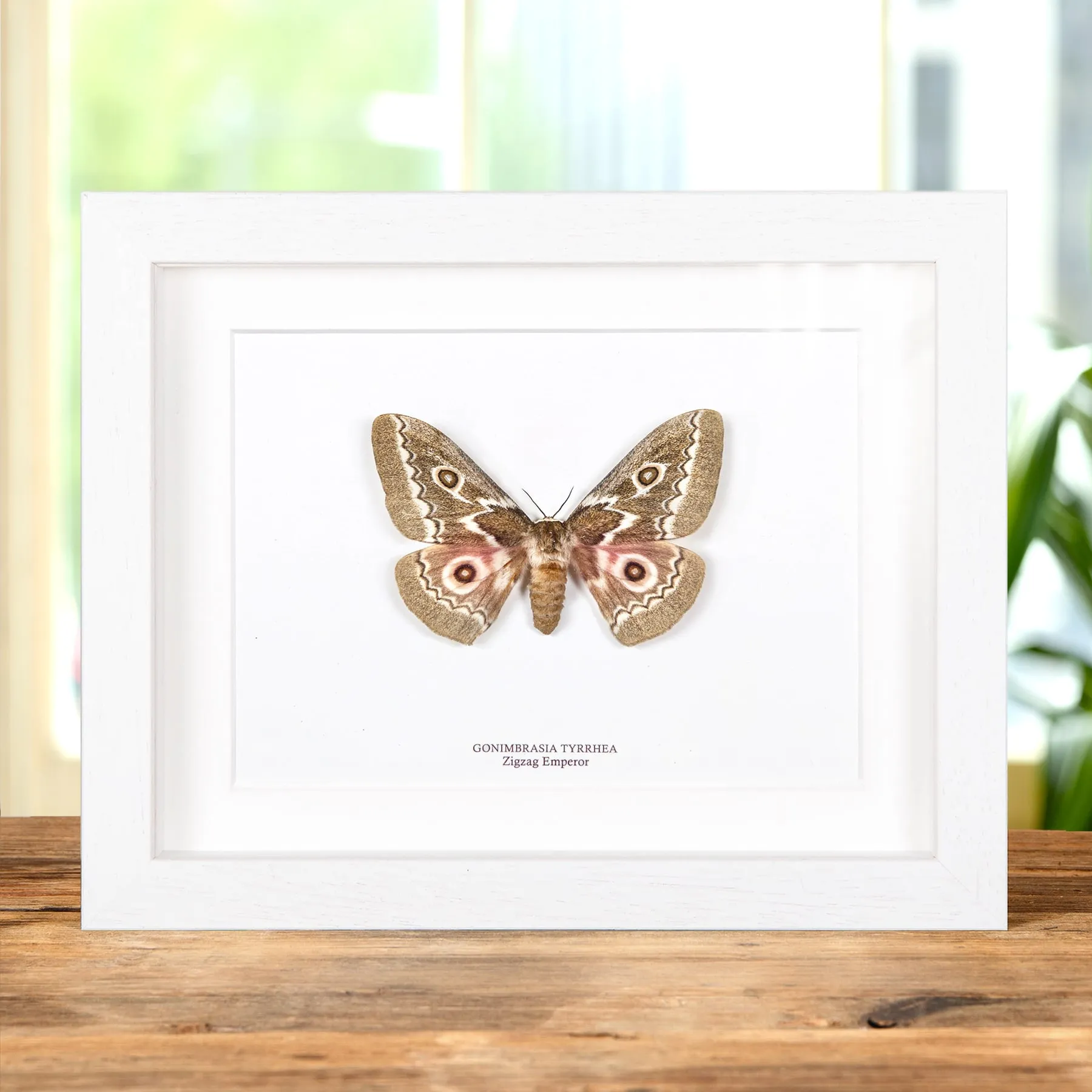 Zigzag Emperor Moth In Box Frame (Gonimbrasia tyrrhea) Minibeast Zigzag Emperor Moth In Box Frame (Gonimbrasia tyrrhea)